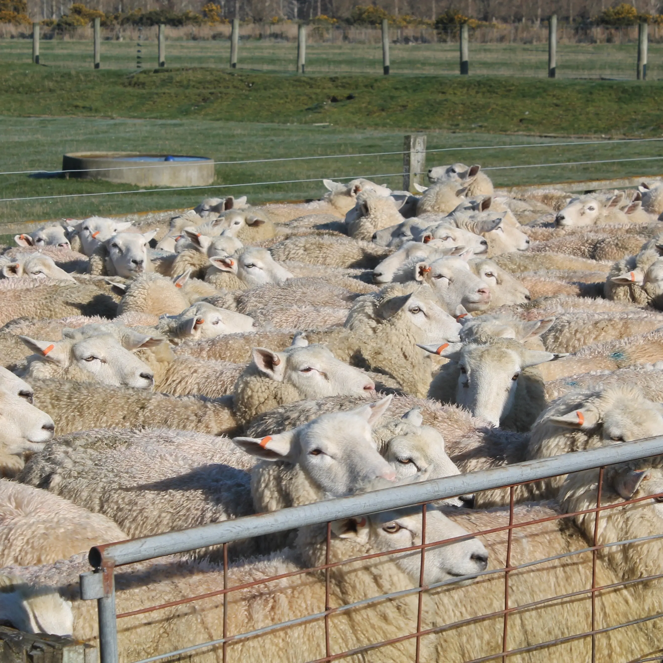 Next level bidding at in-lamb ewe fair in Eastern Southland