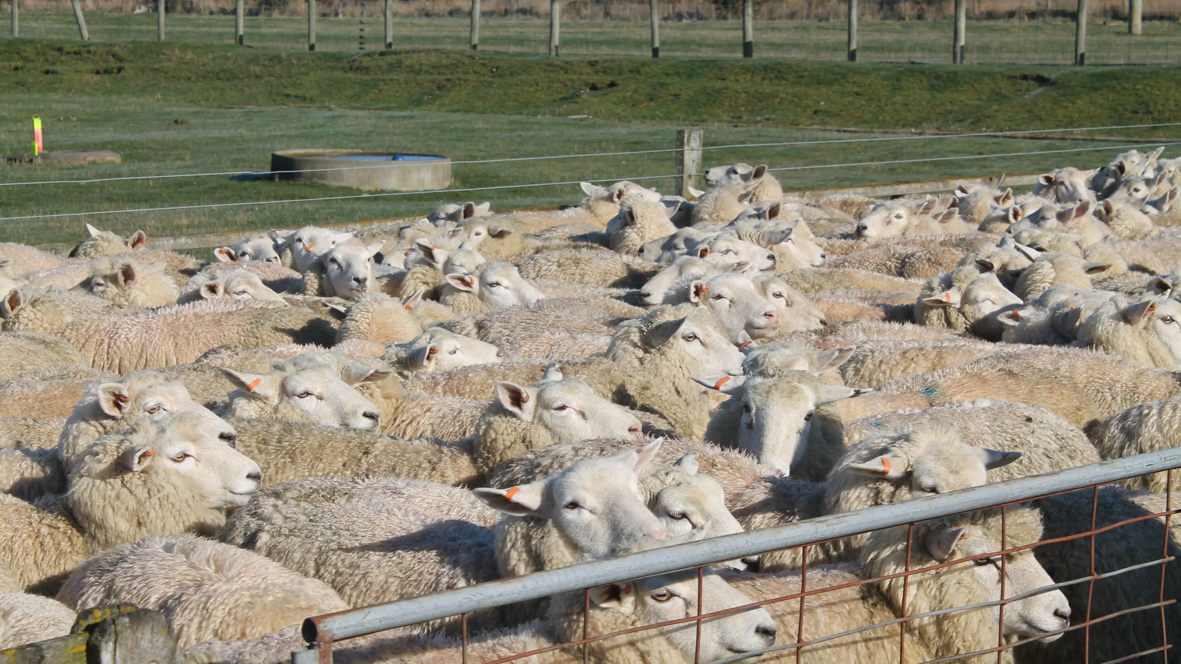 Next level bidding at in-lamb ewe fair in Eastern Southland