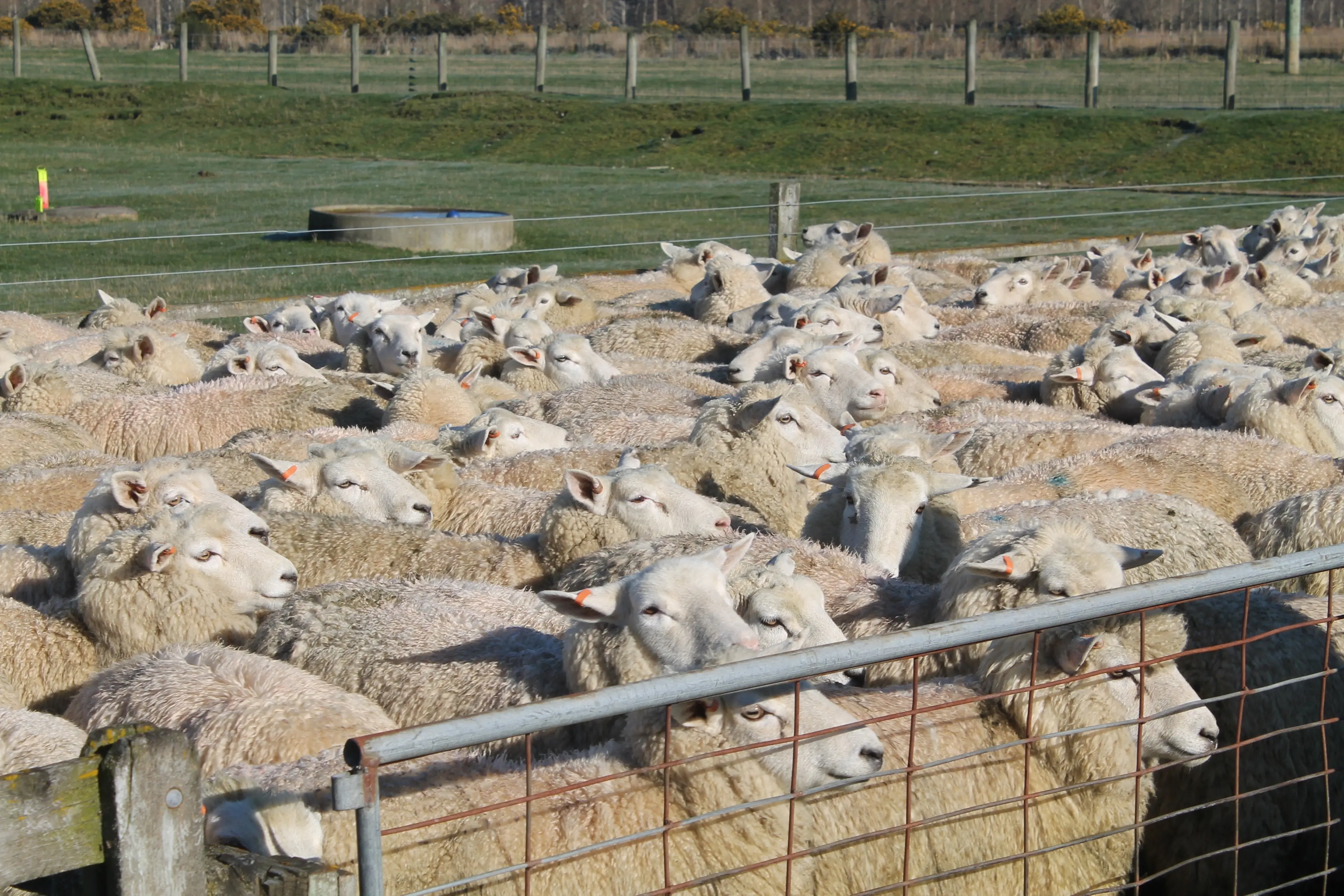 About 2000 sheep were on offer at an in-lamb ewe fair at Charlton Saleyards near Gore. Photo: Gerrit Doppenberg