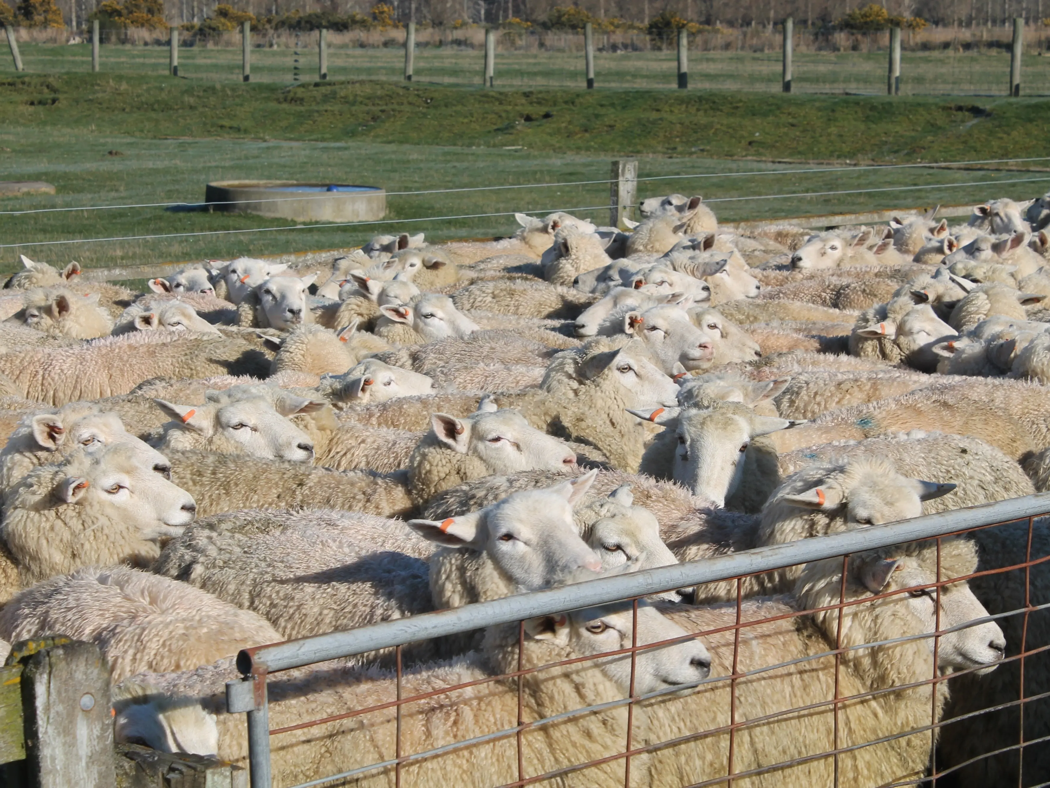 Next level bidding at in-lamb ewe fair in Eastern Southland