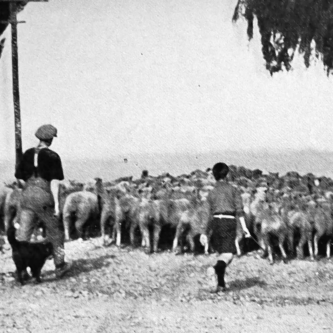 A sheep by any other name