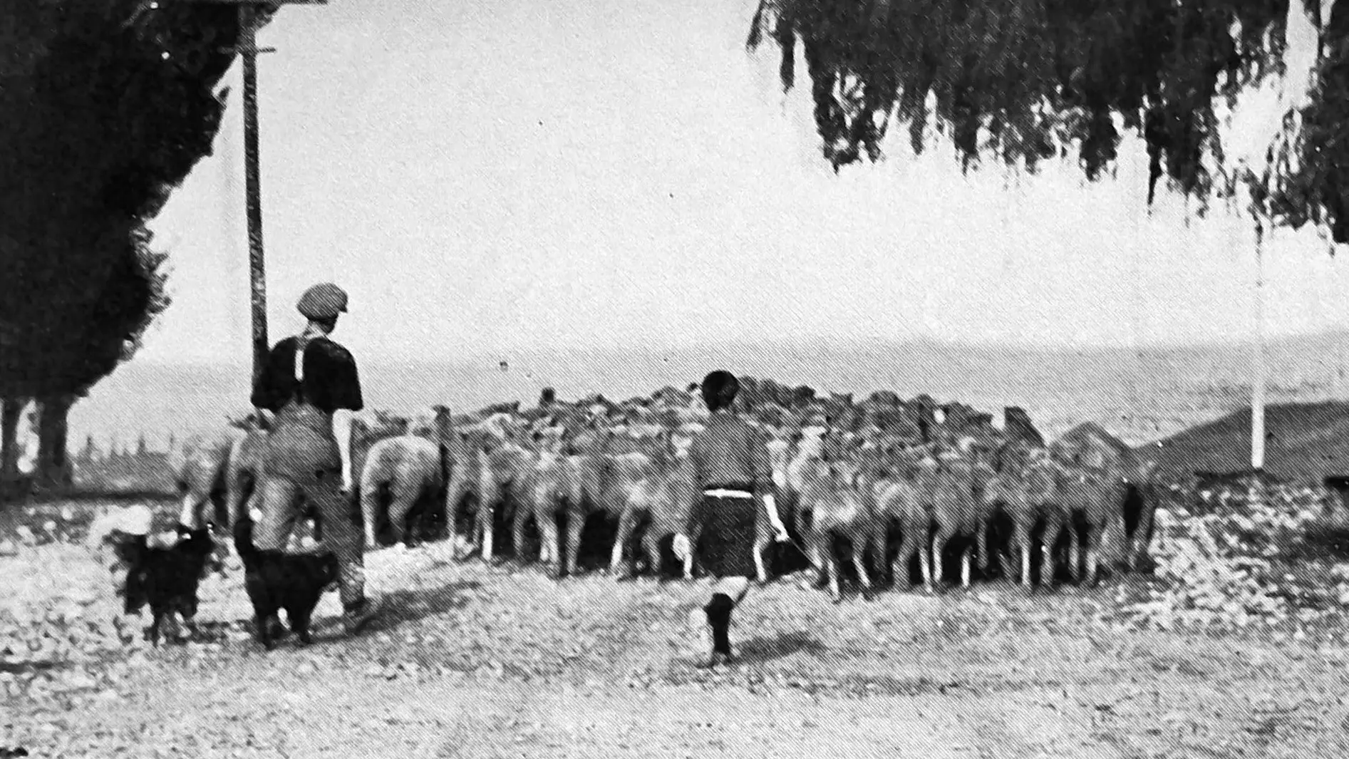 A sheep by any other name