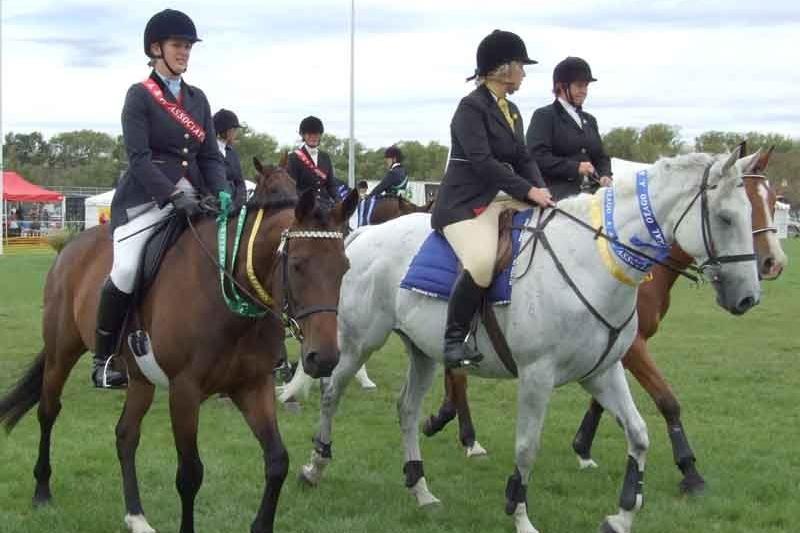 Feedback sought on equine identification improvement options