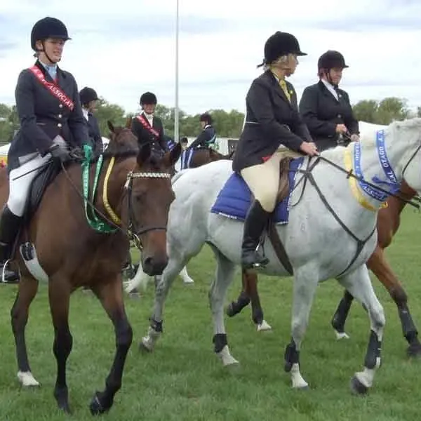 Feedback sought on equine identification improvement options