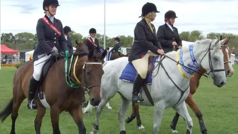 Feedback sought on equine identification improvement options