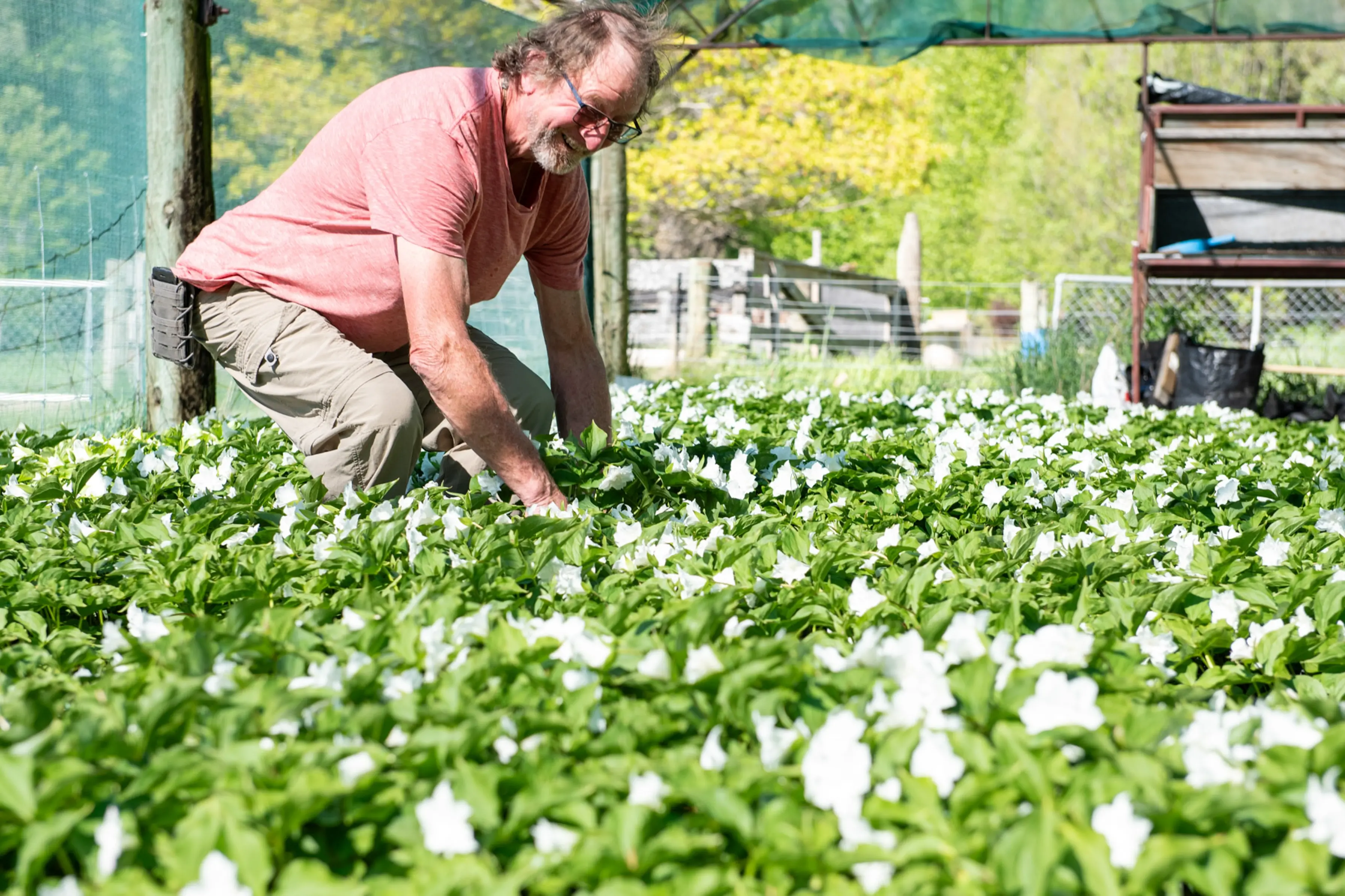 Gardener Jamie Urquhart tends to his trillium nursery in H\\u0101wea, which will soon be closed as Mr Urquhart is choosing to retire. Photo: Supplied