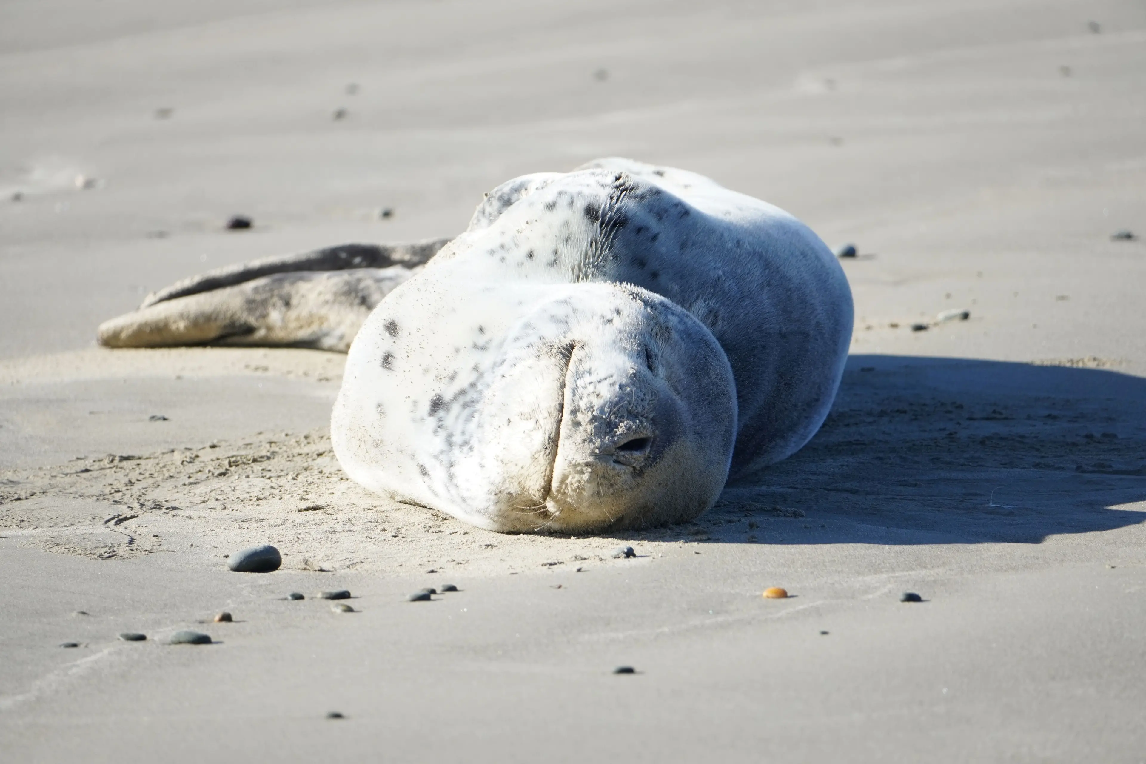 A leopard seal on the beach near the Oamaru breakwater on Thursday afternoon. Photo: Beth Tremlett/Oamaru Penguins