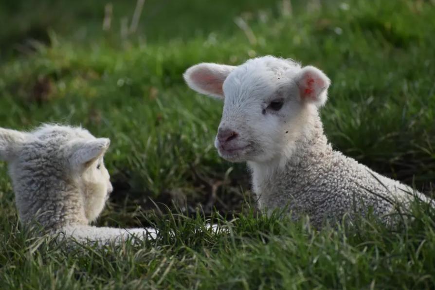 Shearer gets community detention for inflicting 'extreme violence' on lambs