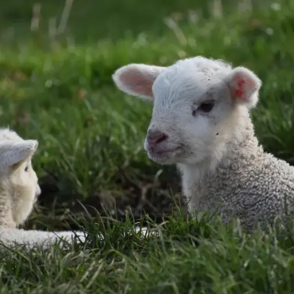 Shearer gets community detention for inflicting 'extreme violence' on lambs