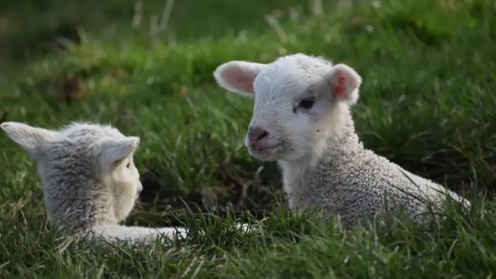 Shearer gets community detention for inflicting 'extreme violence' on lambs
