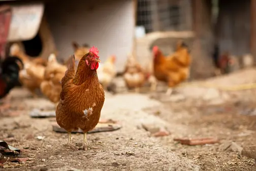 Bird flu has not yet been found in poultry but cases in wild birds continue to grow. Photo: Getty
