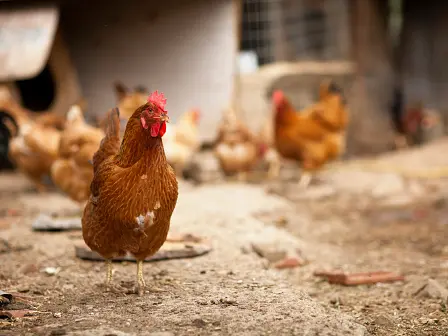 Victoria poultry farms locked down over bird flu fears