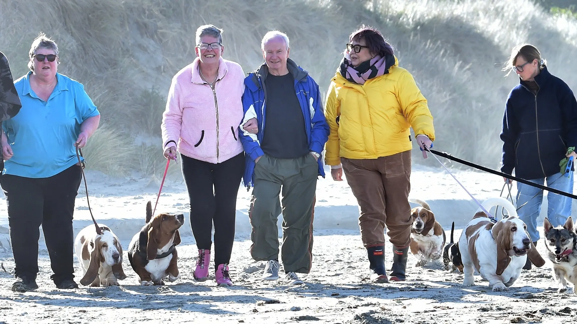 Weekly walks unite Dunedin’s scarce basset hound population