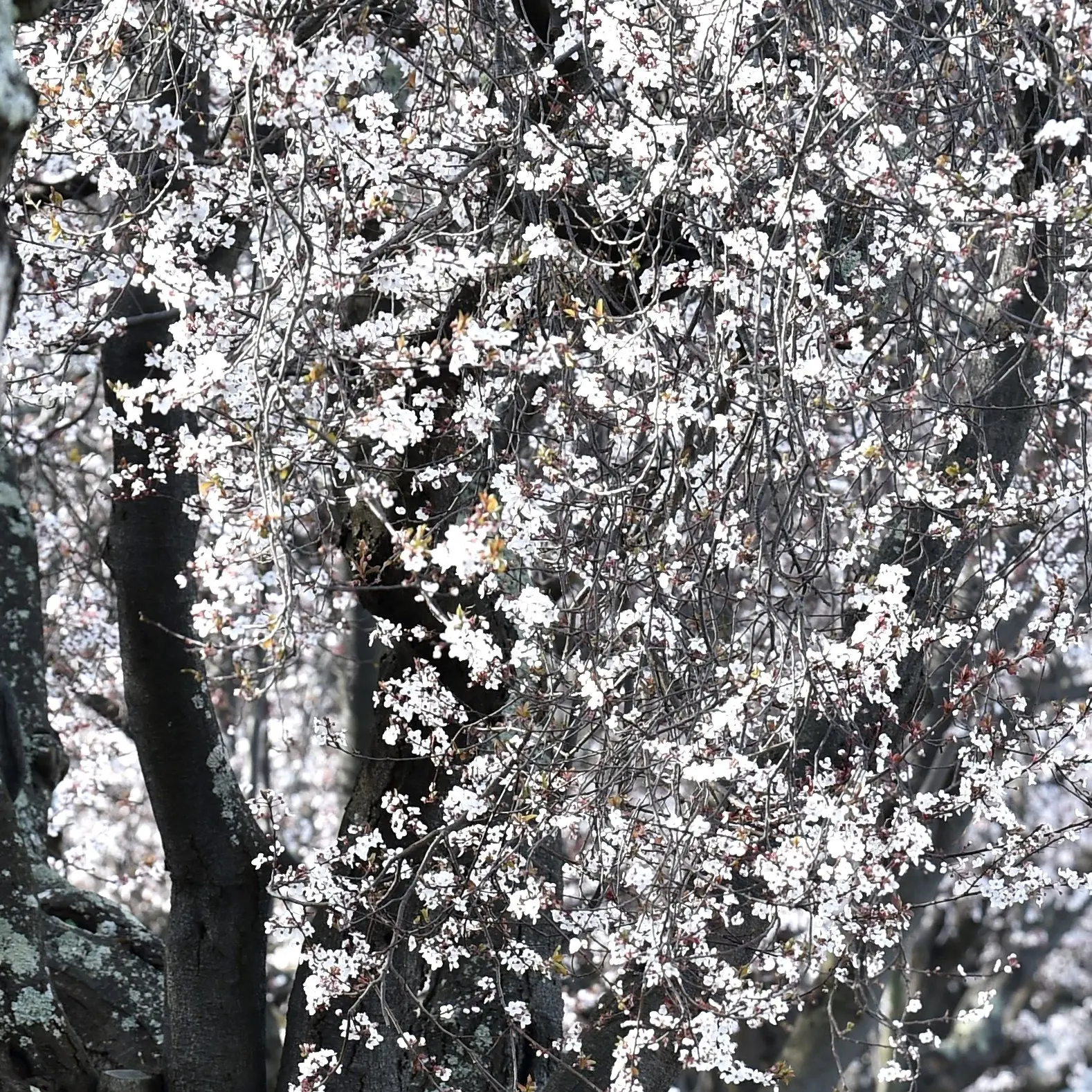 Blooming blossoms a delightful sight