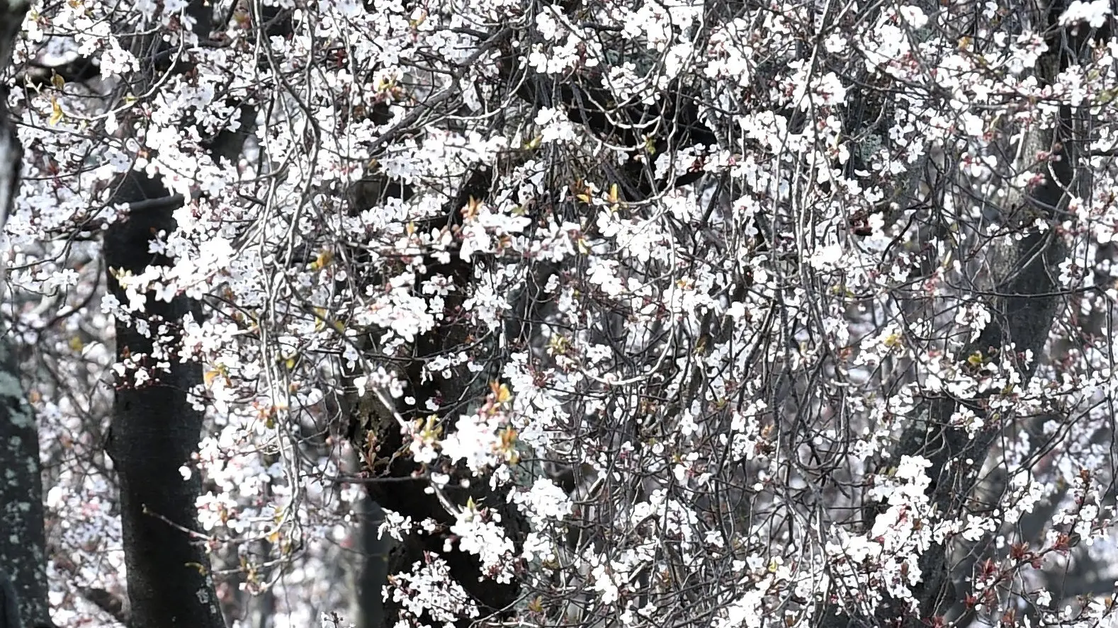Blooming blossoms a delightful sight