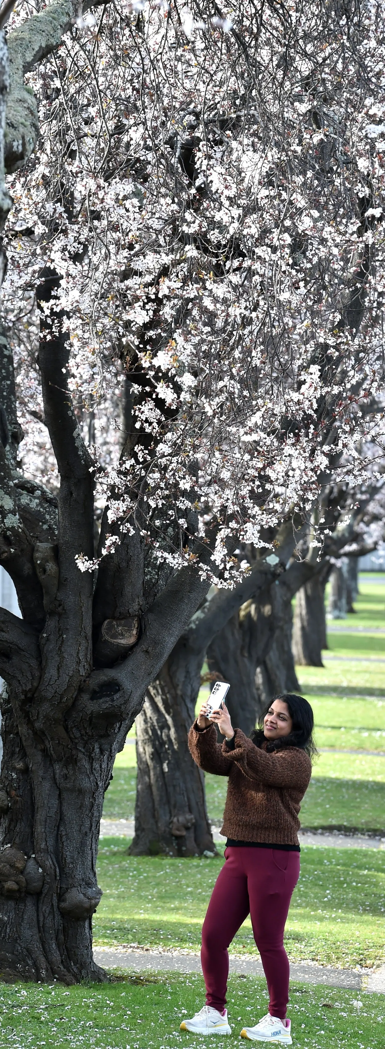 Dunedin resident Shari Thilakan takes a photograph of the Blossom Trees in Wycolla Ave, St Clair on Saturday. Photo: Peter McIntosh