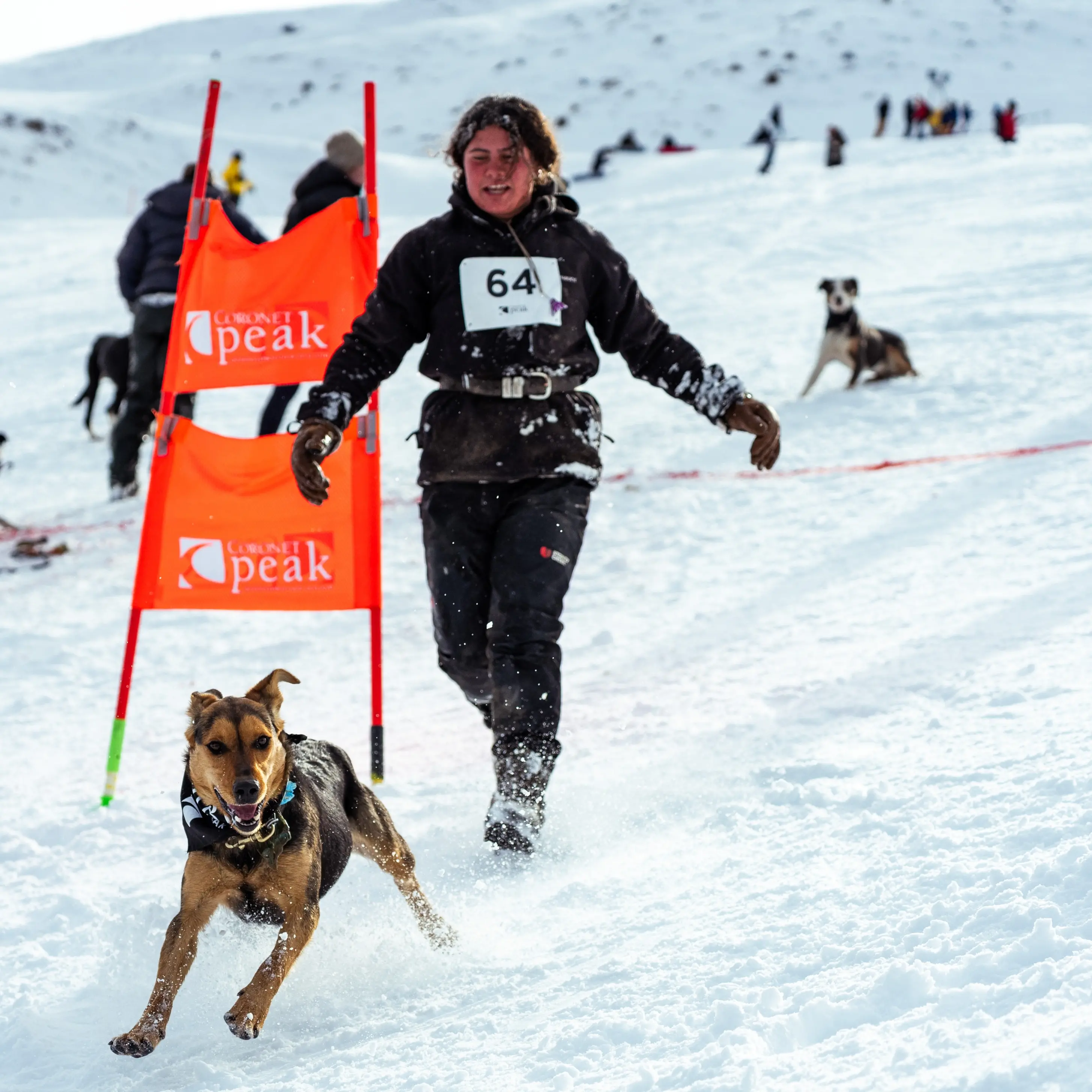 Dogs go barking mad at Coronet