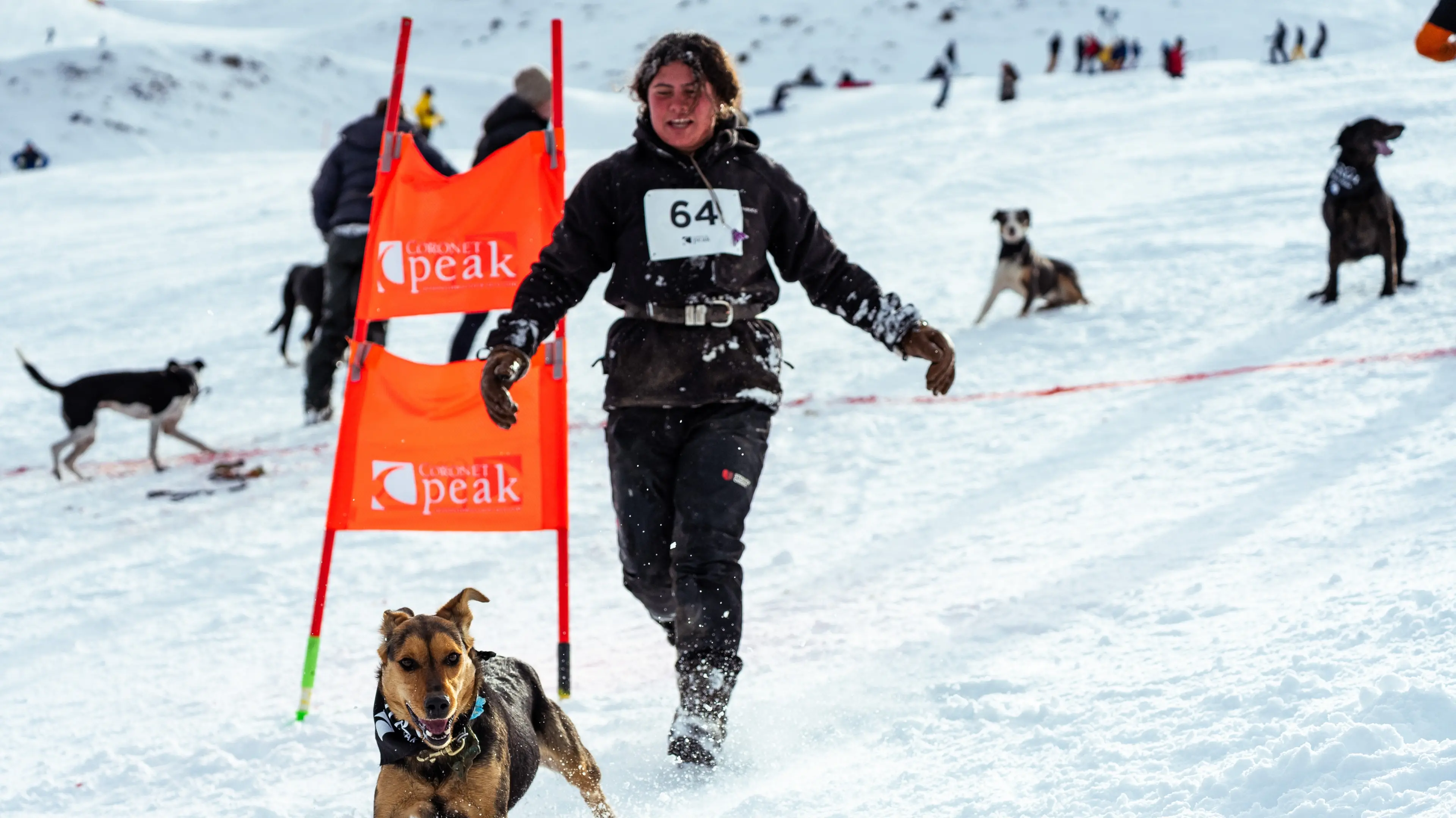 Dogs go barking mad at Coronet