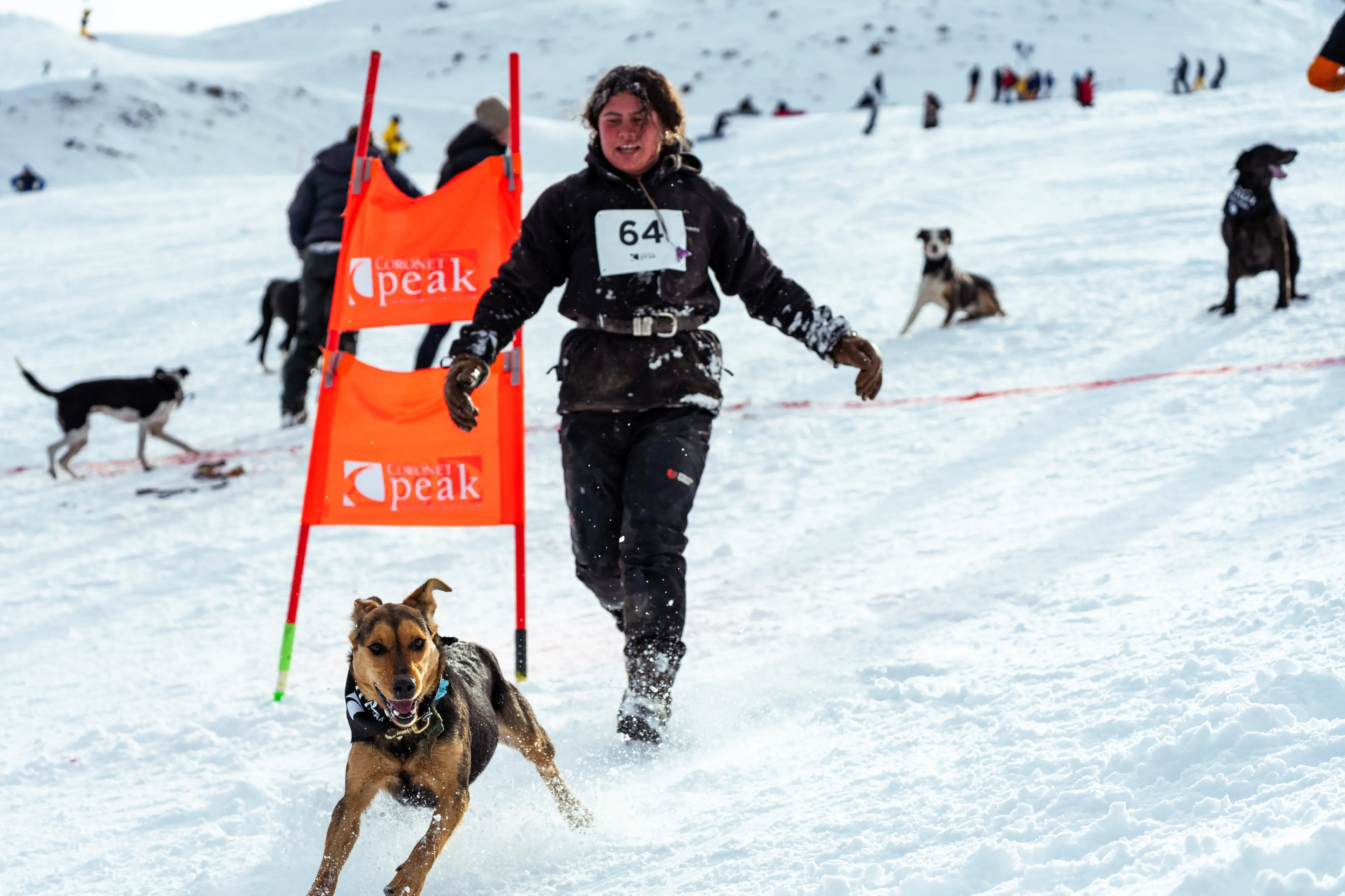 Dogs go barking mad at Coronet