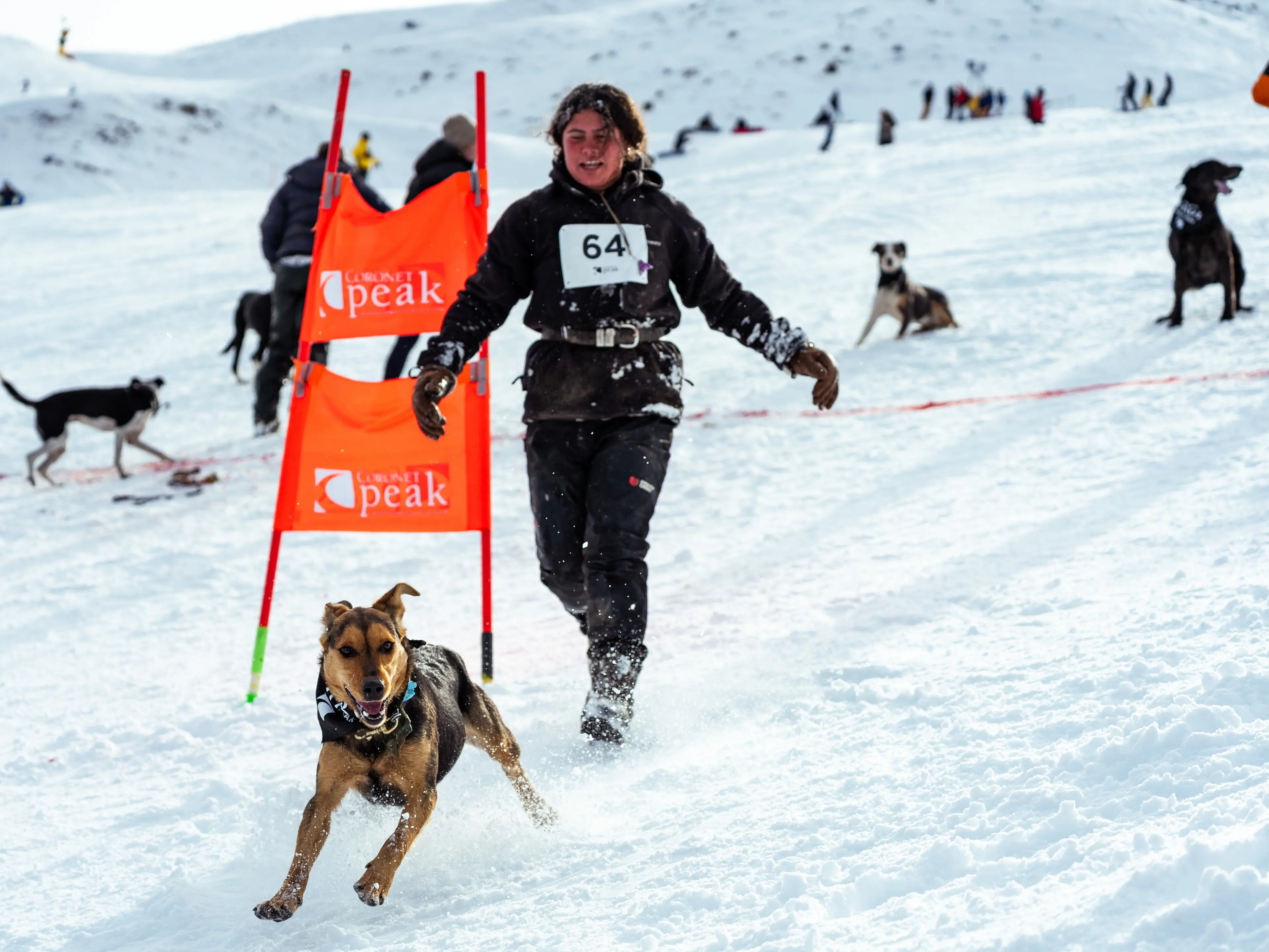 Dogs go barking mad at Coronet