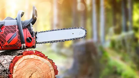 Southland tree-felling death highlights risks of DIY: Coroner