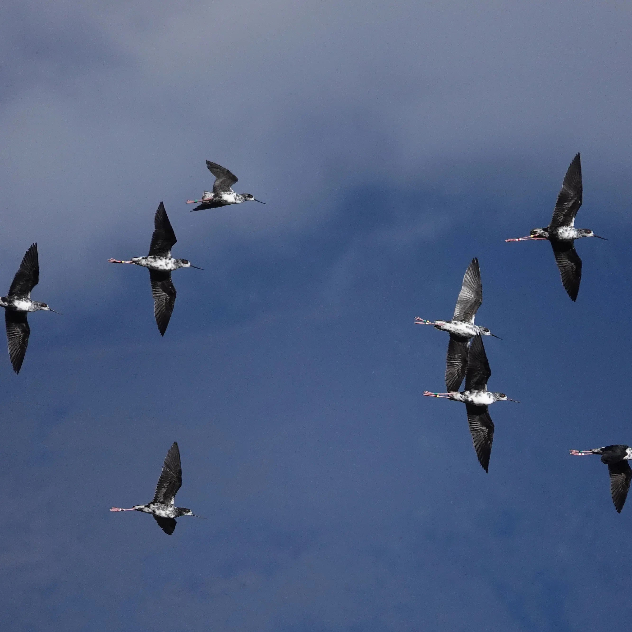 ‘Highlight’ of the year to see endangered kakī out in the wild ‘where they belong’