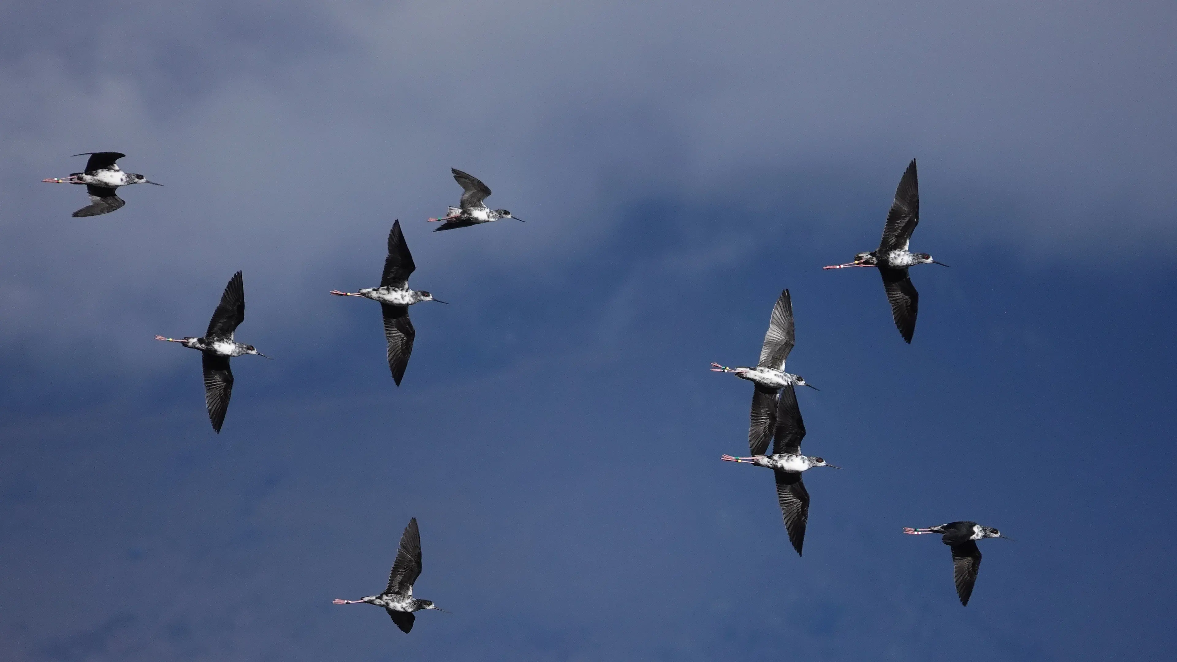 ‘Highlight’ of the year to see endangered kakī out in the wild ‘where they belong’