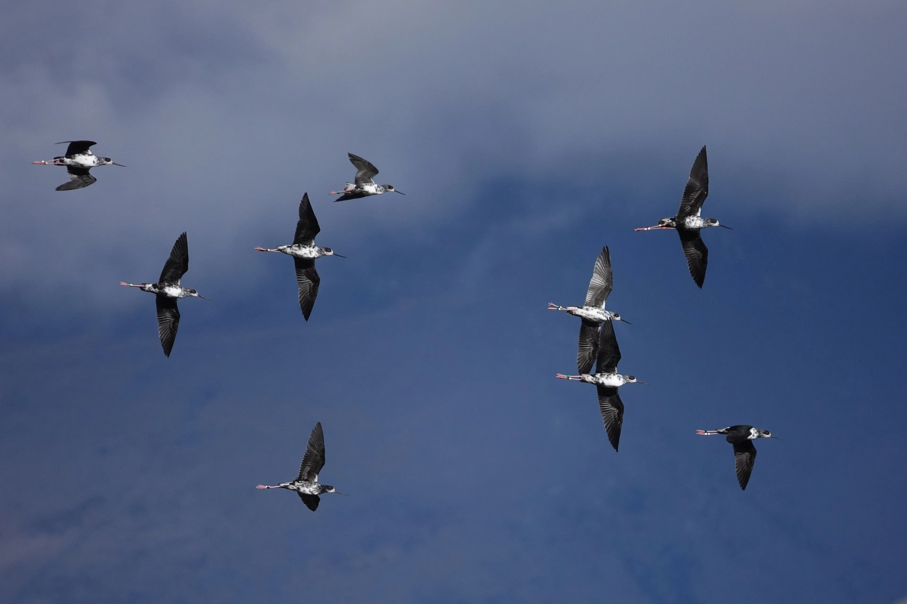 Juvenile black stilts take flight after being released into the wild at the Tasman River. Photo: Liz Brown