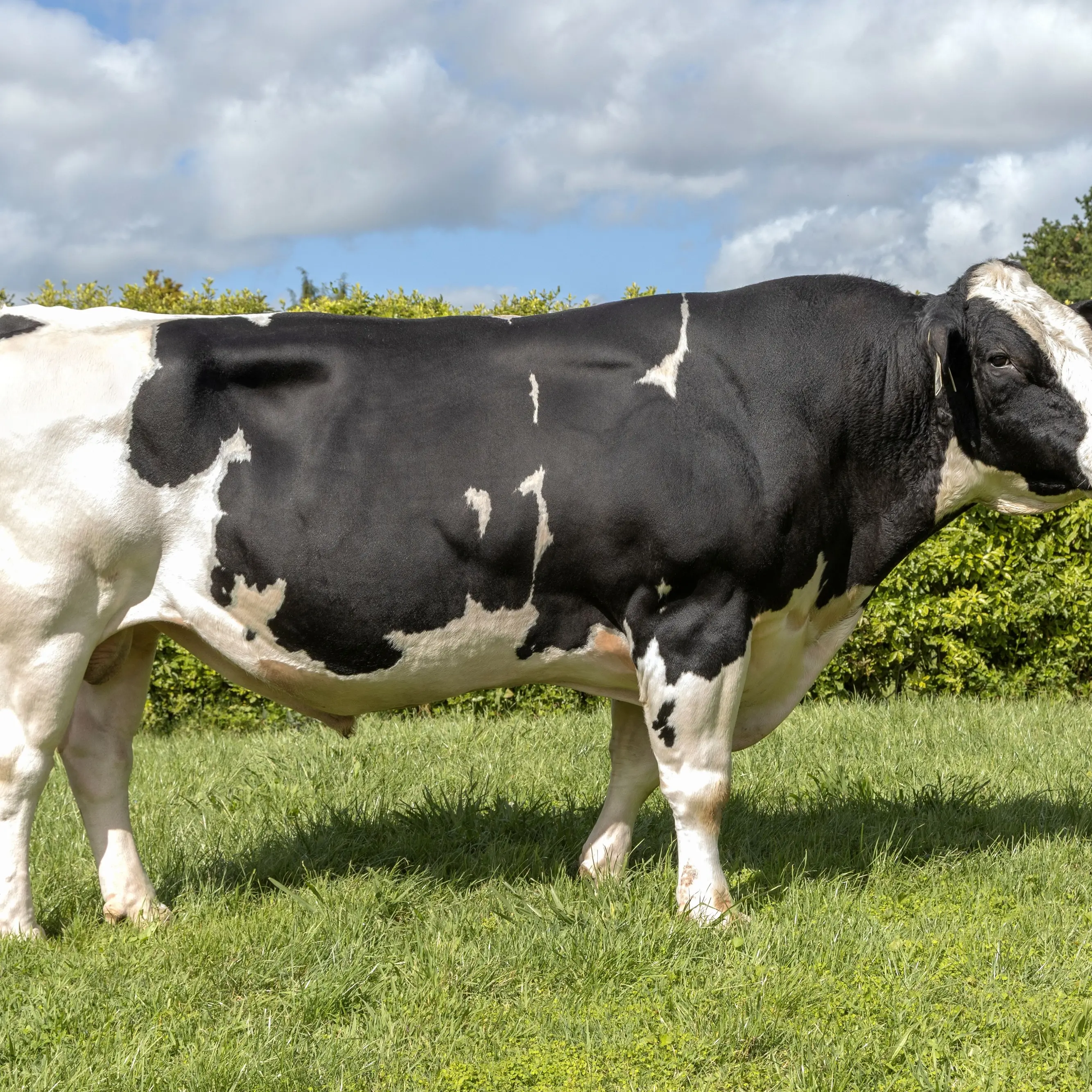 Timaru bull wins trophy for top New Zealand-bred Holstein Friesian sire