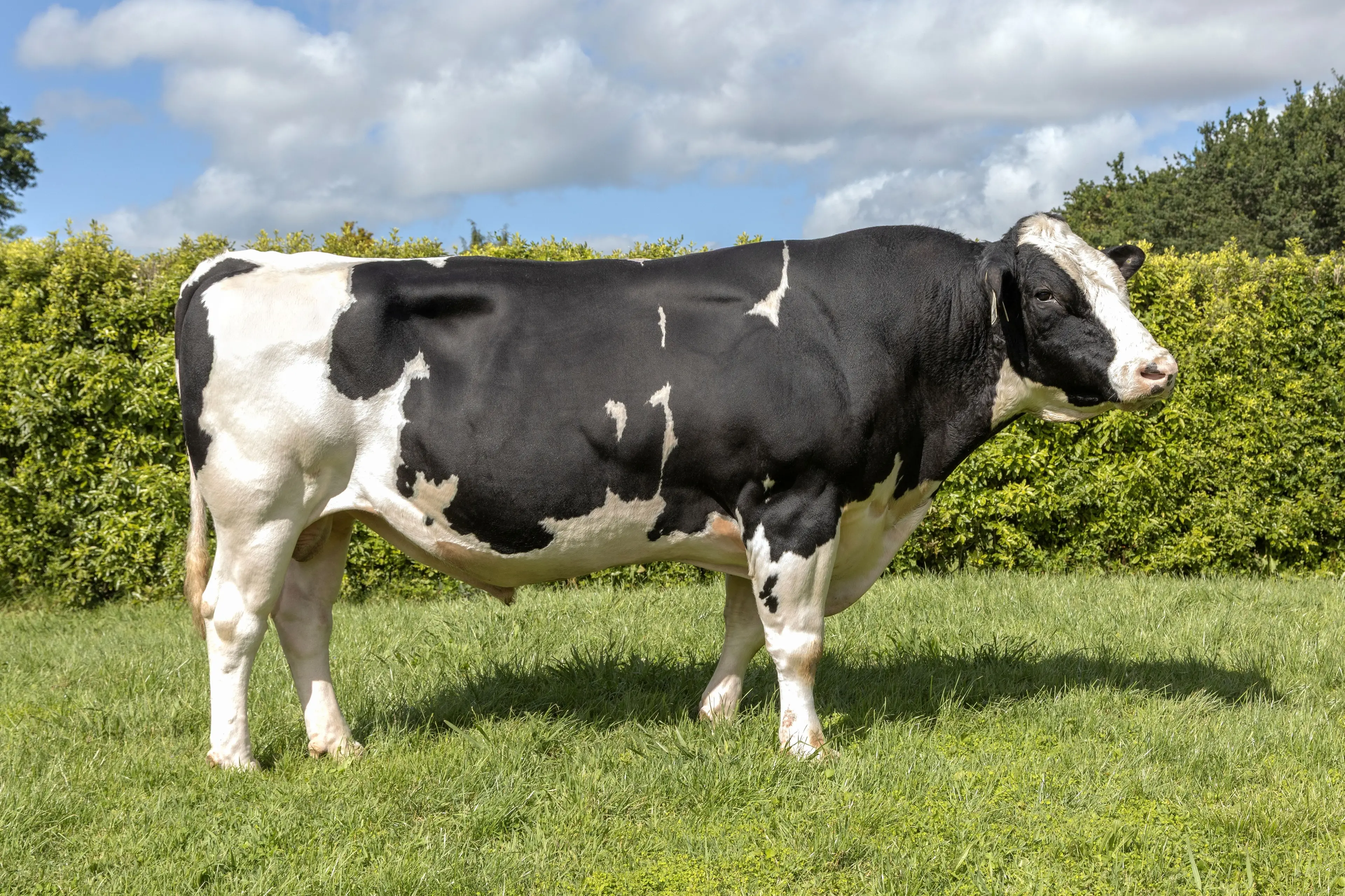 LIC bull, Tronnoco AR Sadio-ET S3F, bred by Tony and Keri O\\'Connor of Tronnoco Farming Co Ltd near Timaru, has won the 2026 Mahoe Trophy for the top New Zealand-bred Holstein Friesian sire. Photo: Supplied