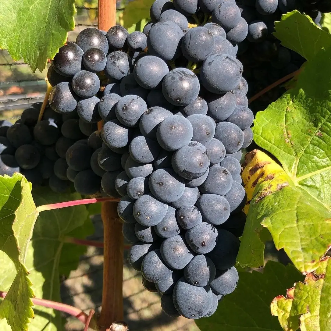 Central Otago grape-growing business goes into liquidation owing $560k