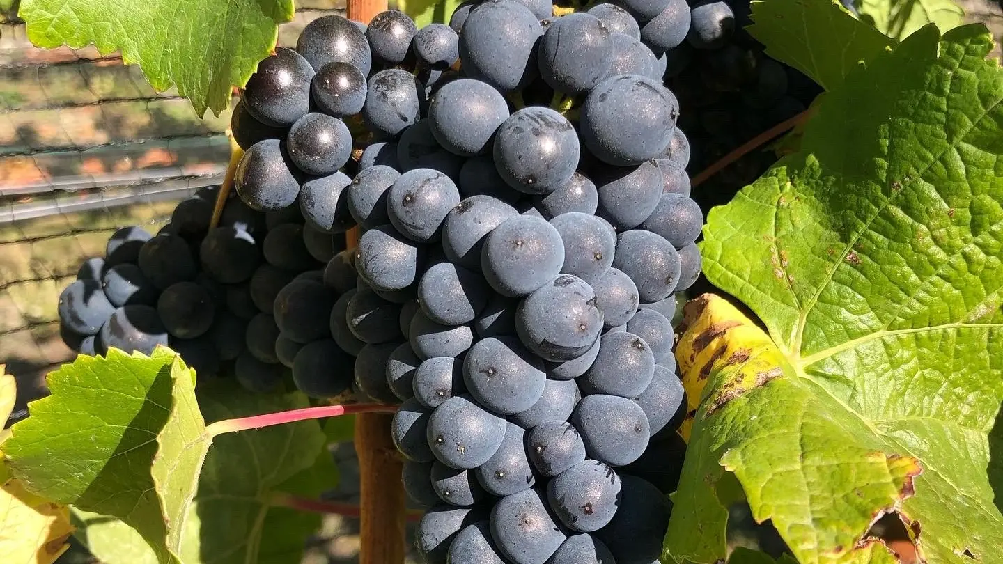 Central Otago grape-growing business goes into liquidation owing $560k