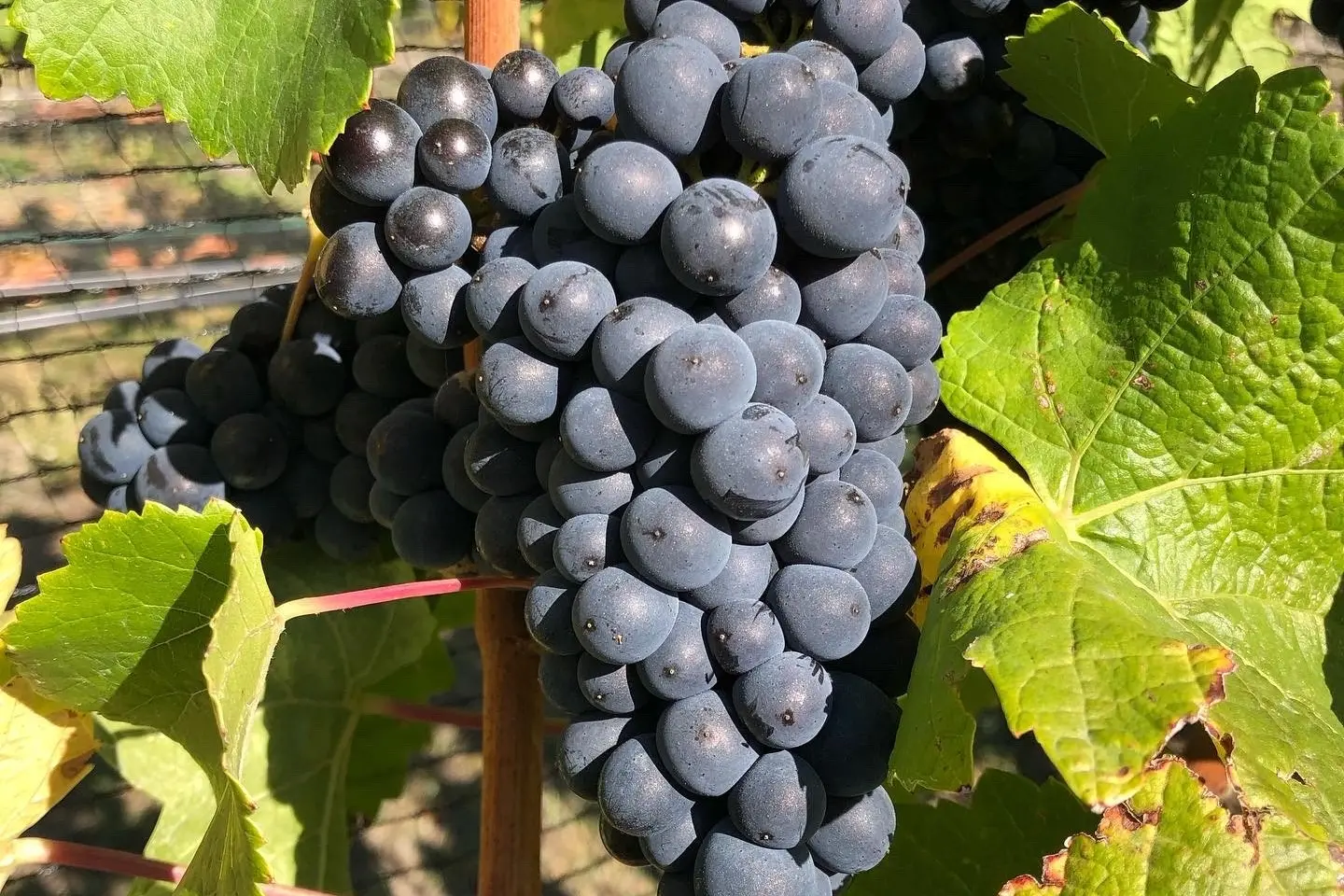 Mount Dunstan Estates Ltd and its associated company, Mount Dunstan Harvesting Ltd, were both placed into liquidation by shareholder resolution\\u00A0late last month. Photo: Supplied