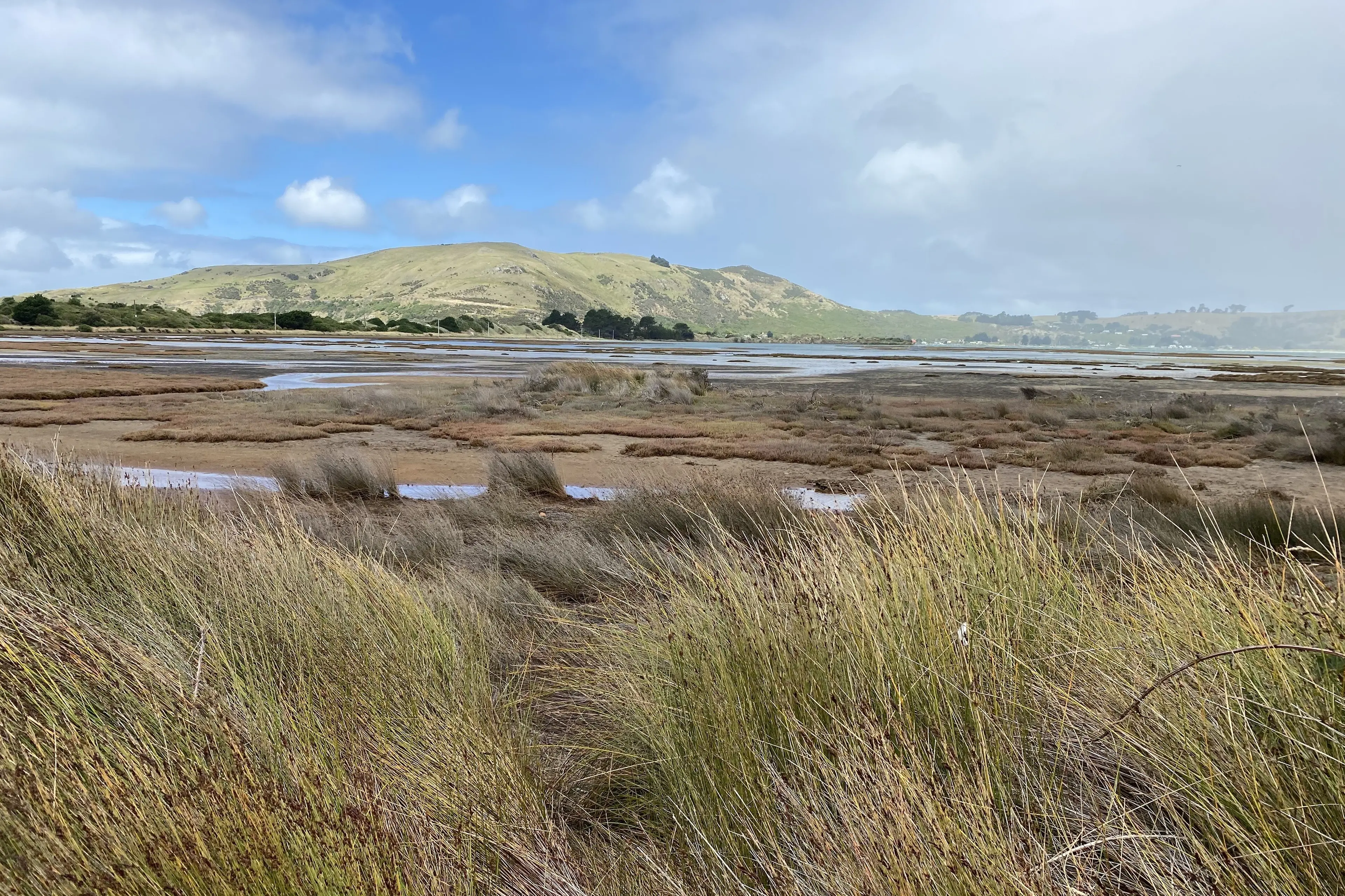 A view of the Aramoana salt marsh looking towards Taiaroa Head. Photo: Star files