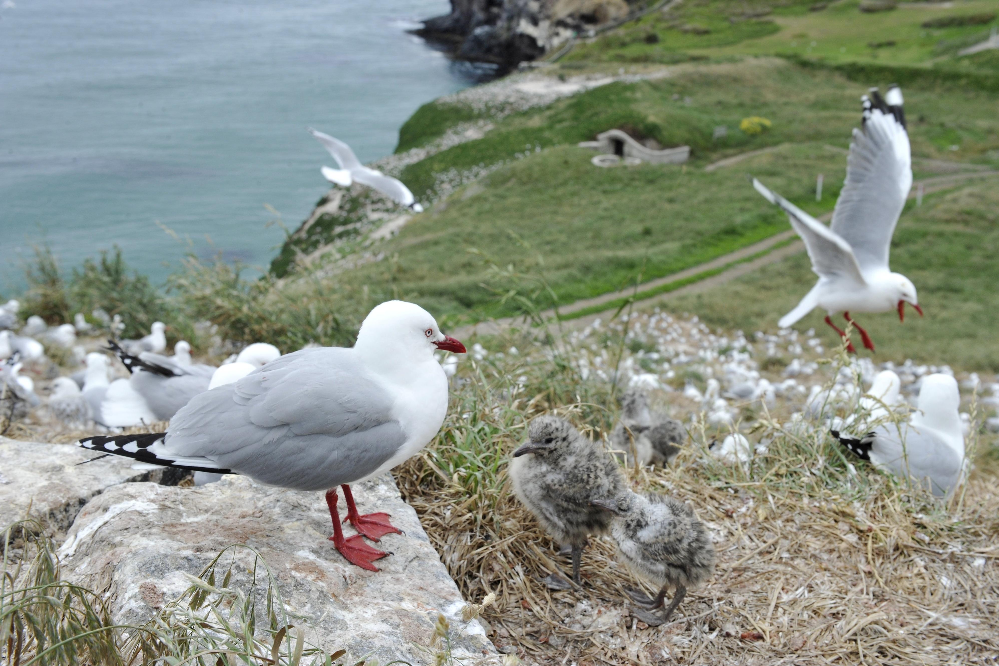 Taiaroa Head bird flu closure would be ‘catastrophic’ for tourism