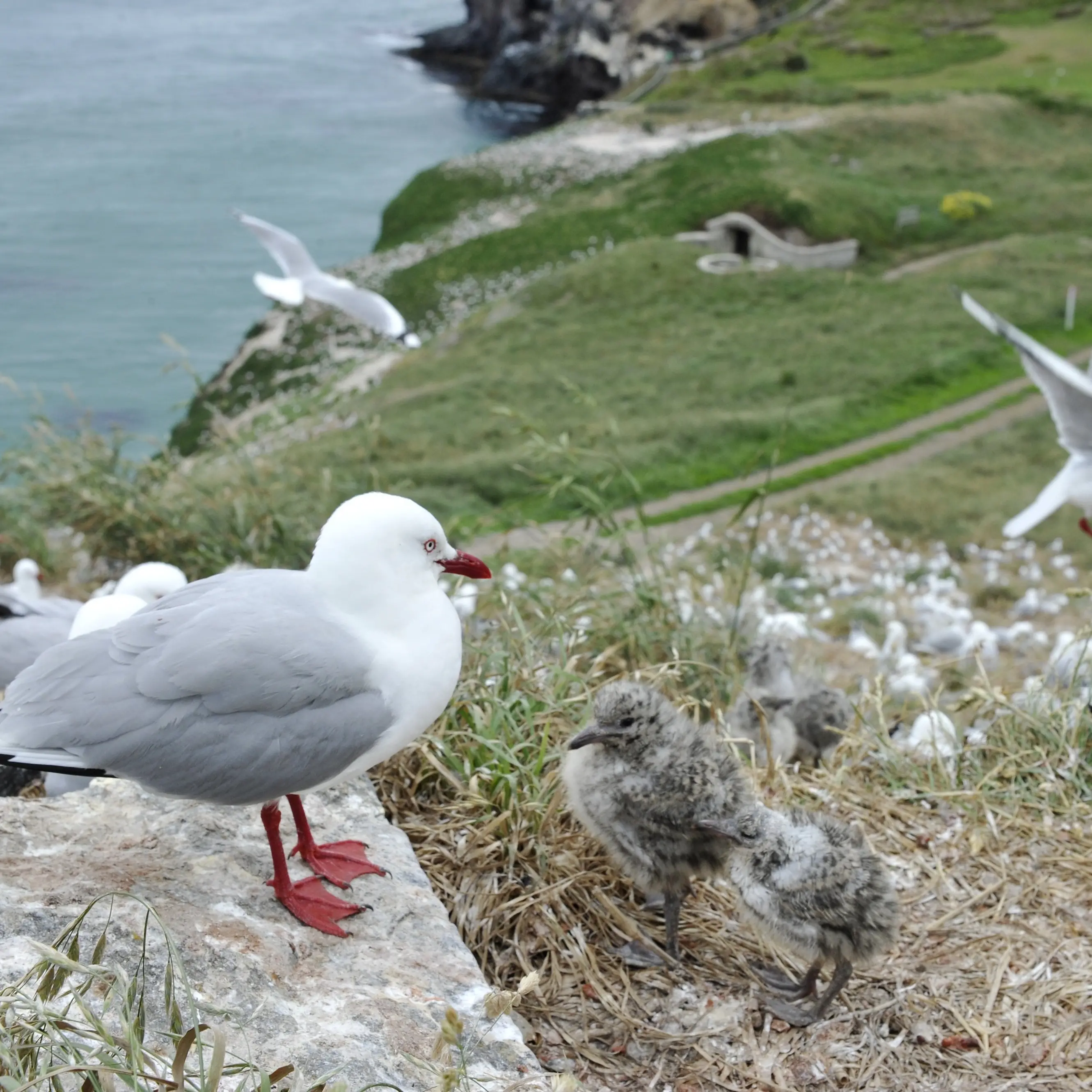 Taiaroa Head bird flu closure would be ‘catastrophic’ for tourism