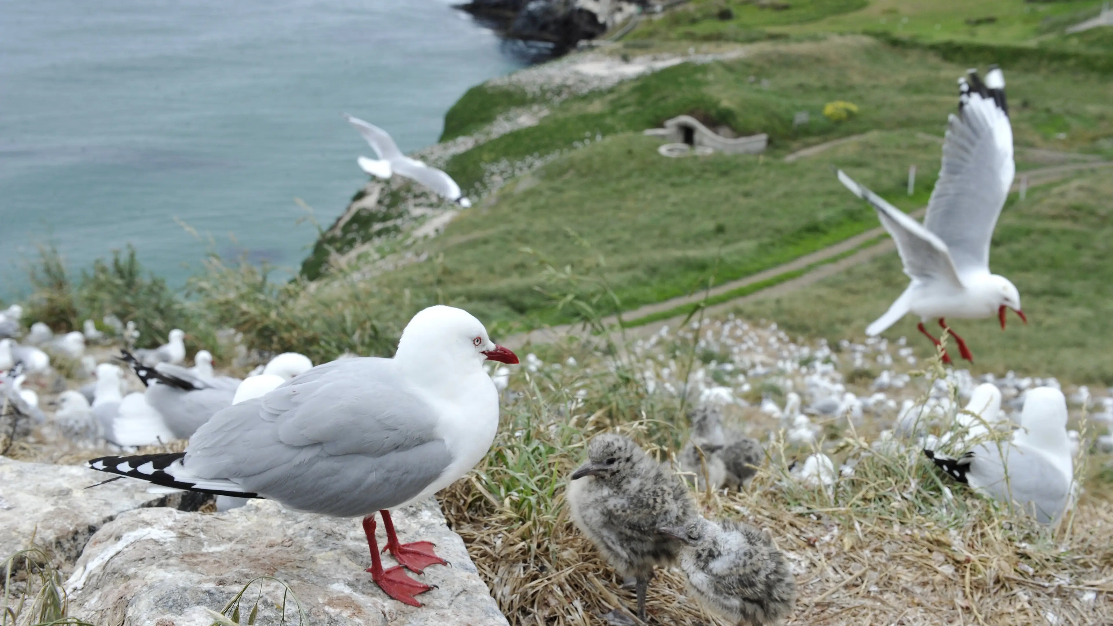 Taiaroa Head bird flu closure would be ‘catastrophic’ for tourism