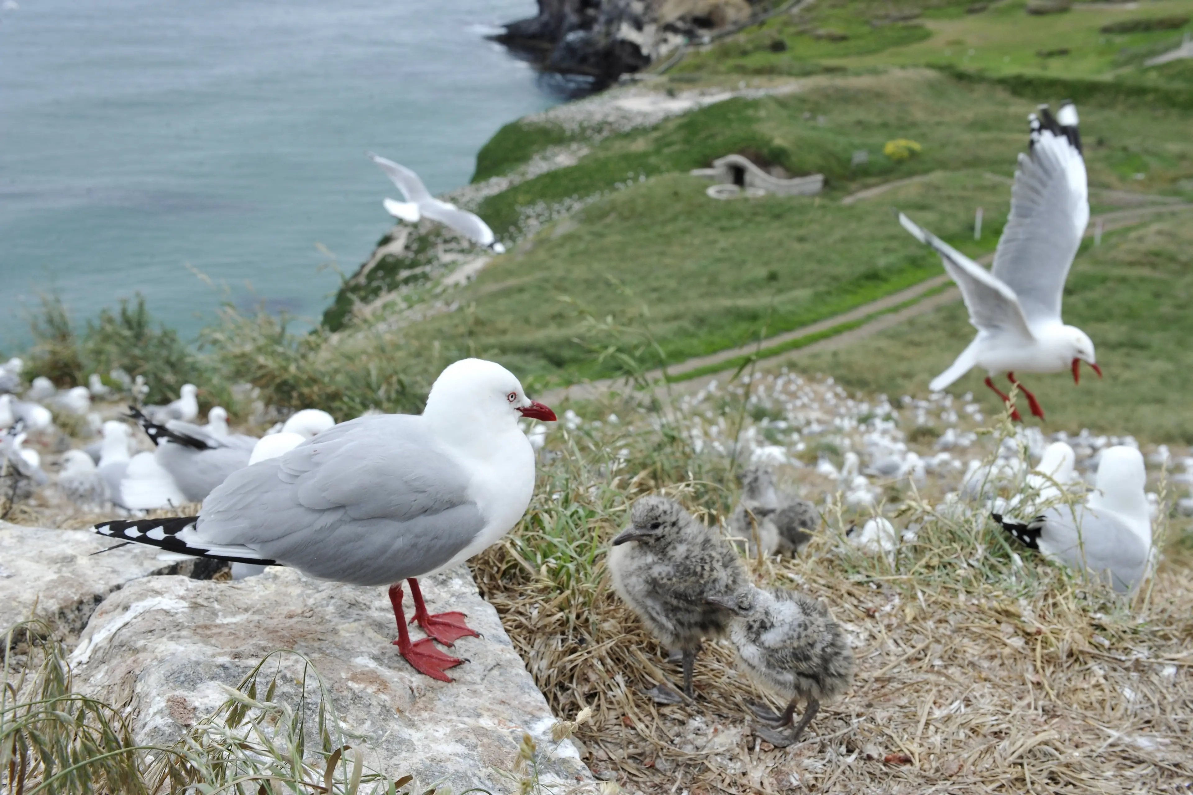 Red-billed gulls\\u00A0(tar\\u0101punga) nesting at Taiaroa Head. Photo: Gerard O\\'Brien