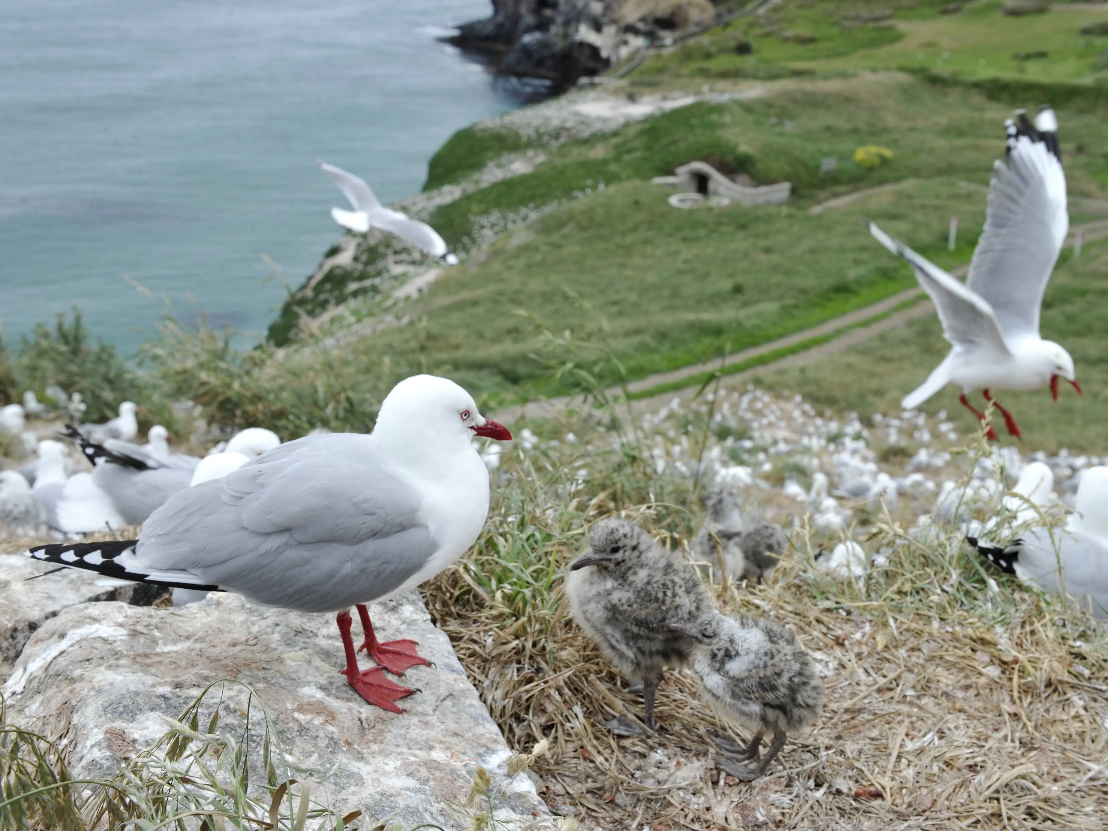 Taiaroa Head bird flu closure would be ‘catastrophic’ for tourism