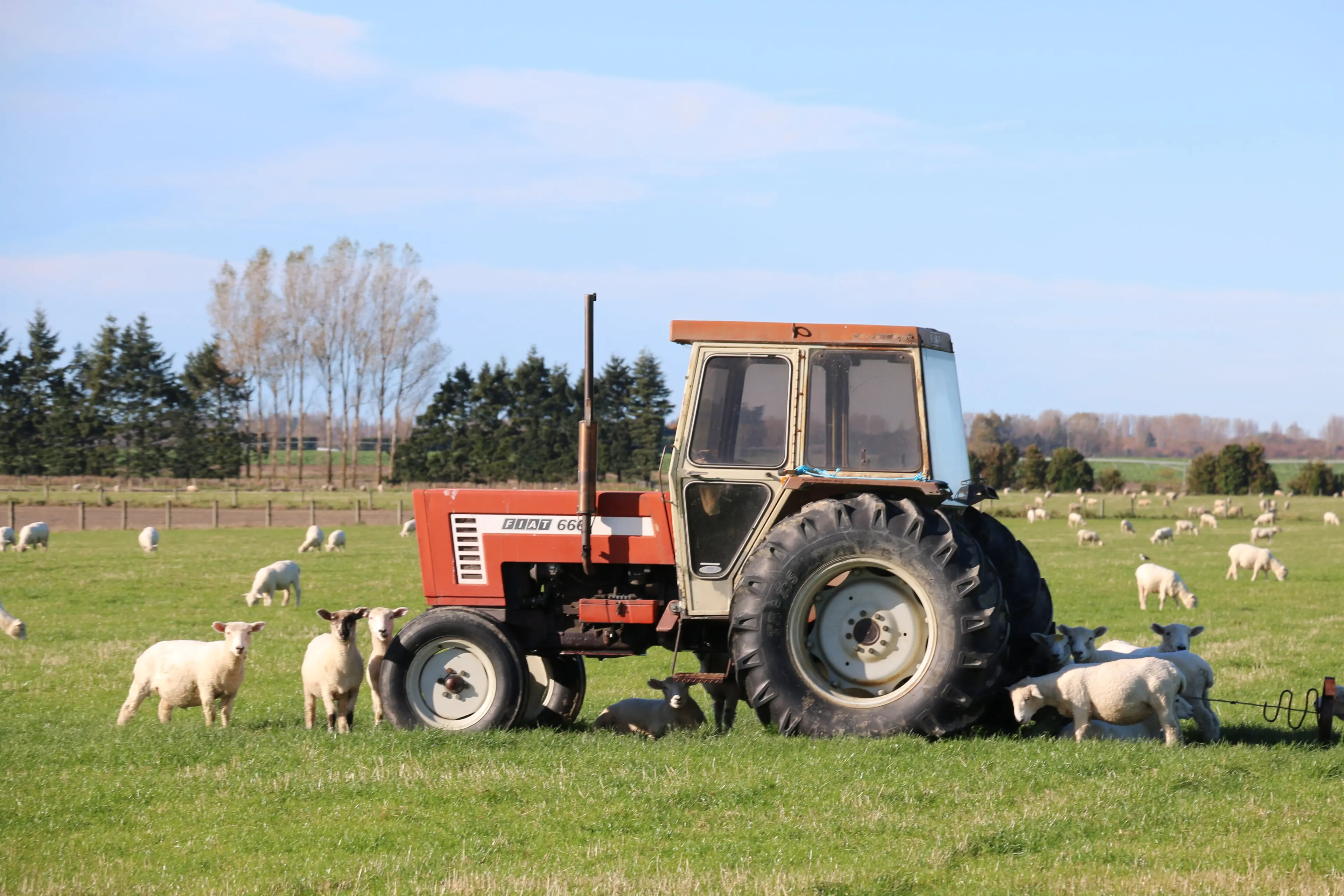 The average age of farmers in the sheep and beef sector was about 50 but a significant number were reaching retirement age, the report showed. Photo: RNZ