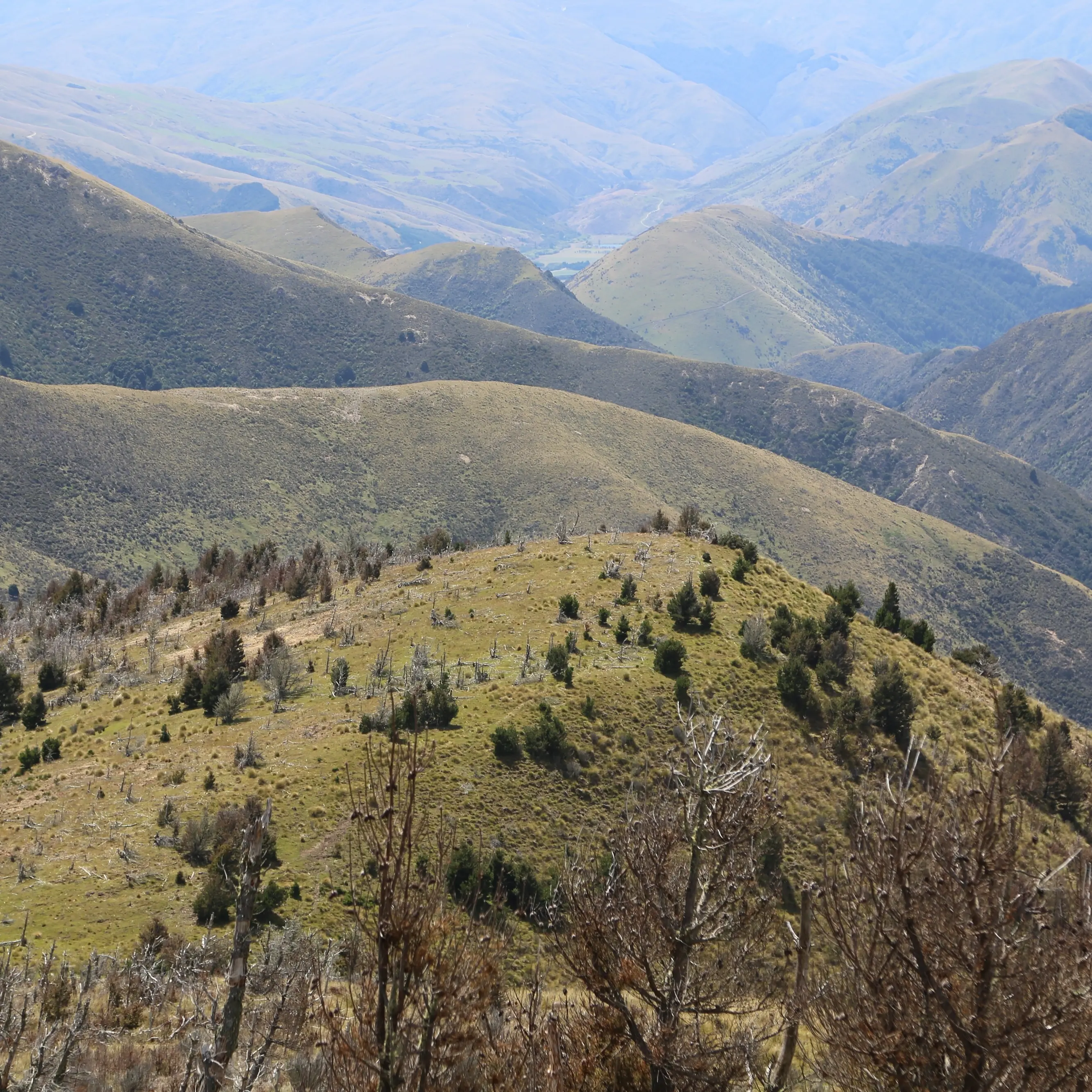 Govt announces $1m community fund to fight wilding pines