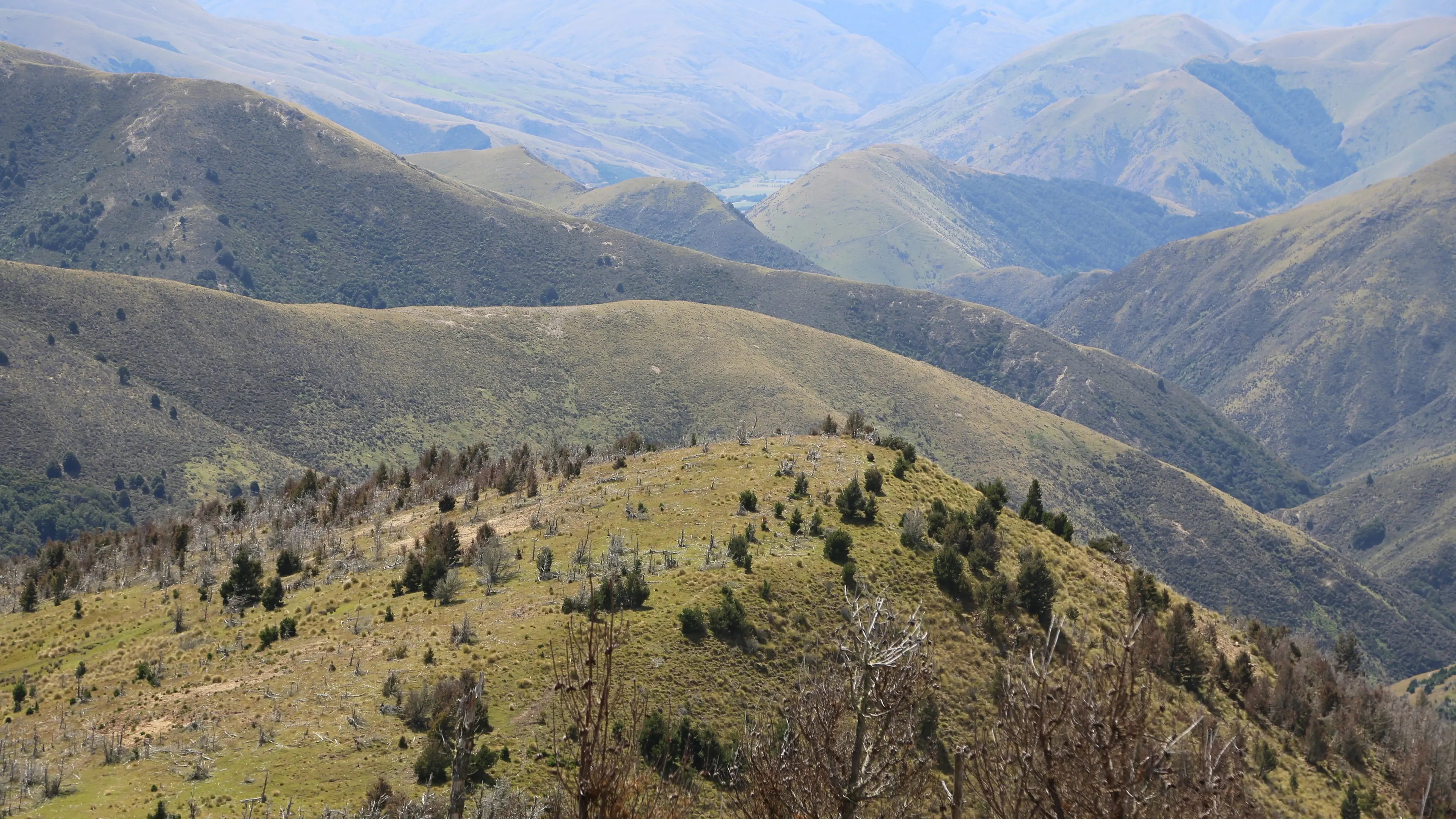 Govt announces $1m community fund to fight wilding pines