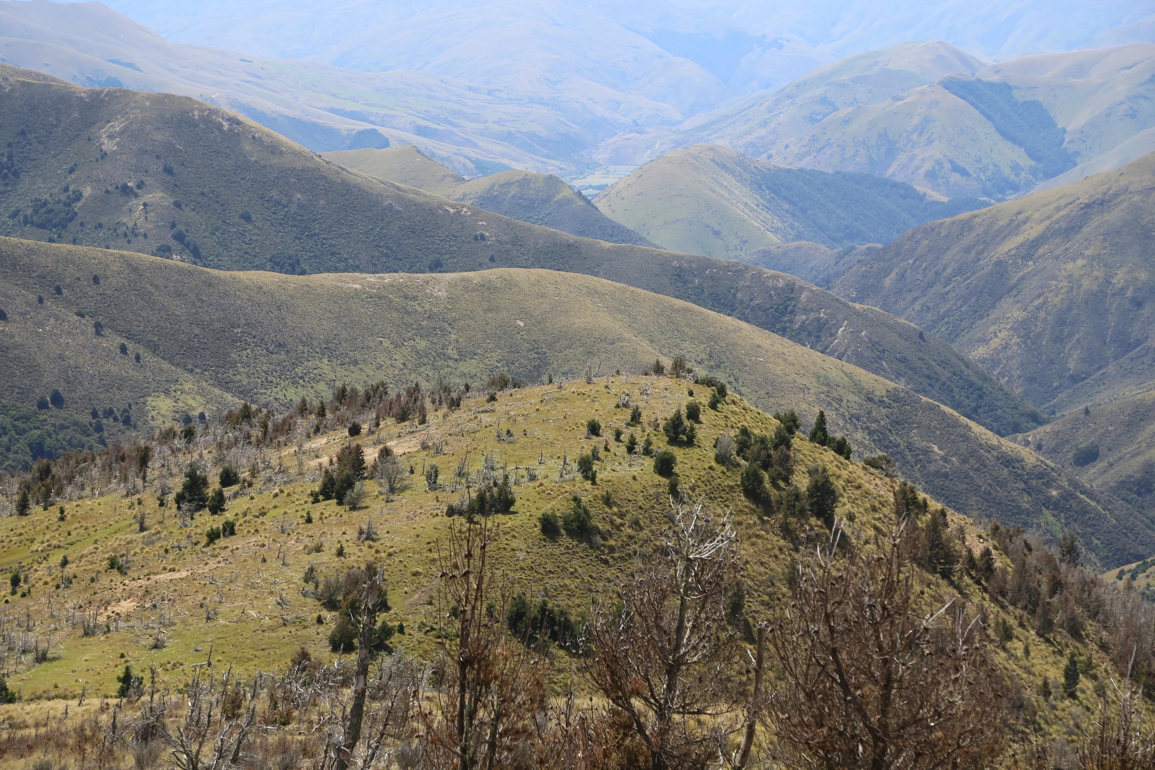Wilding pines on Mid Dome, Southland.