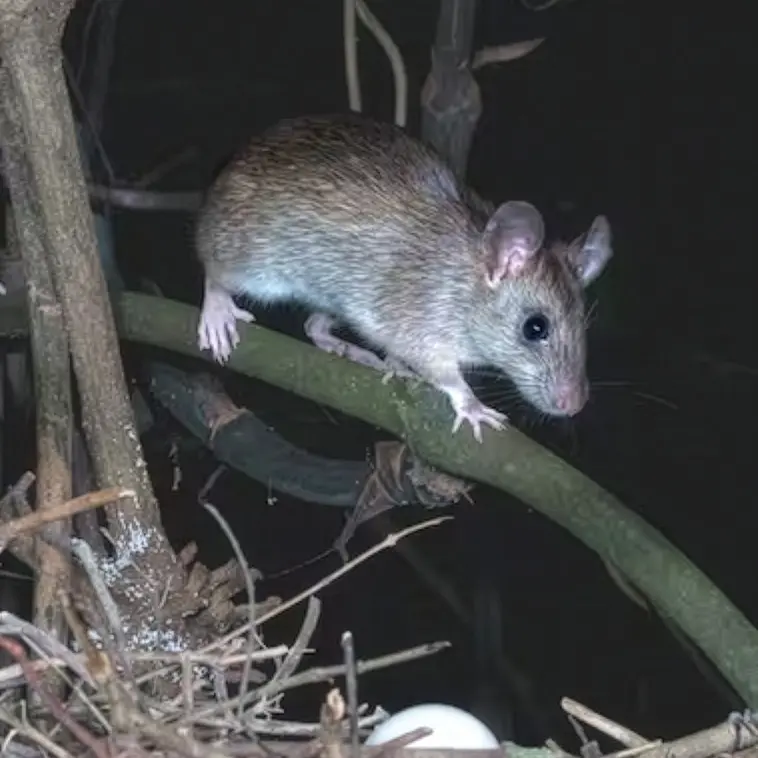 Locals urged to join ‘eRATifcation’ push before spring nesting