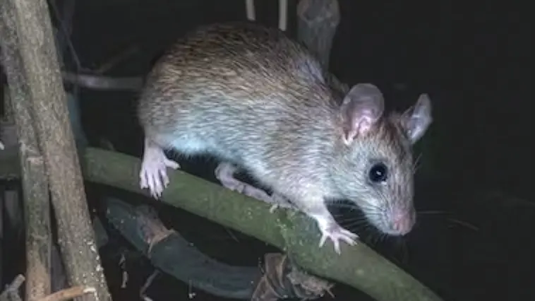 Locals urged to join ‘eRATifcation’ push before spring nesting