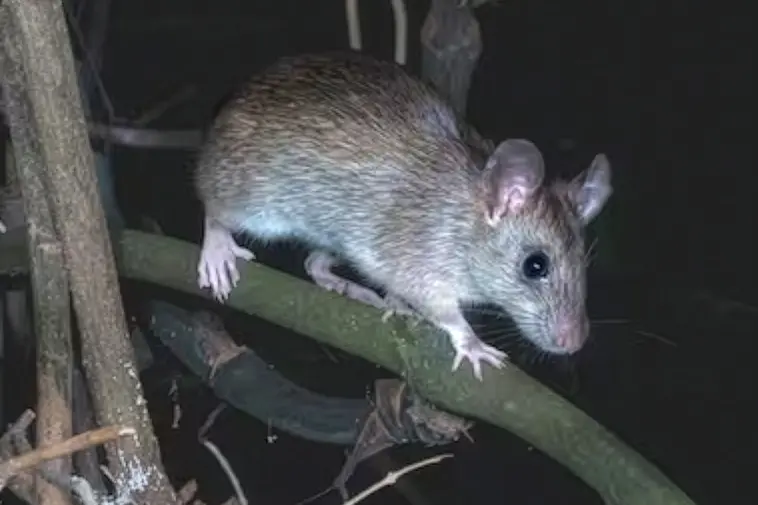 Rats are well-known for eating the eggs and chicks of native birds, with Predator Free Cromwell putting a callout for help with trapping rats and other predators before spring nesting begins. Photo: Supplied