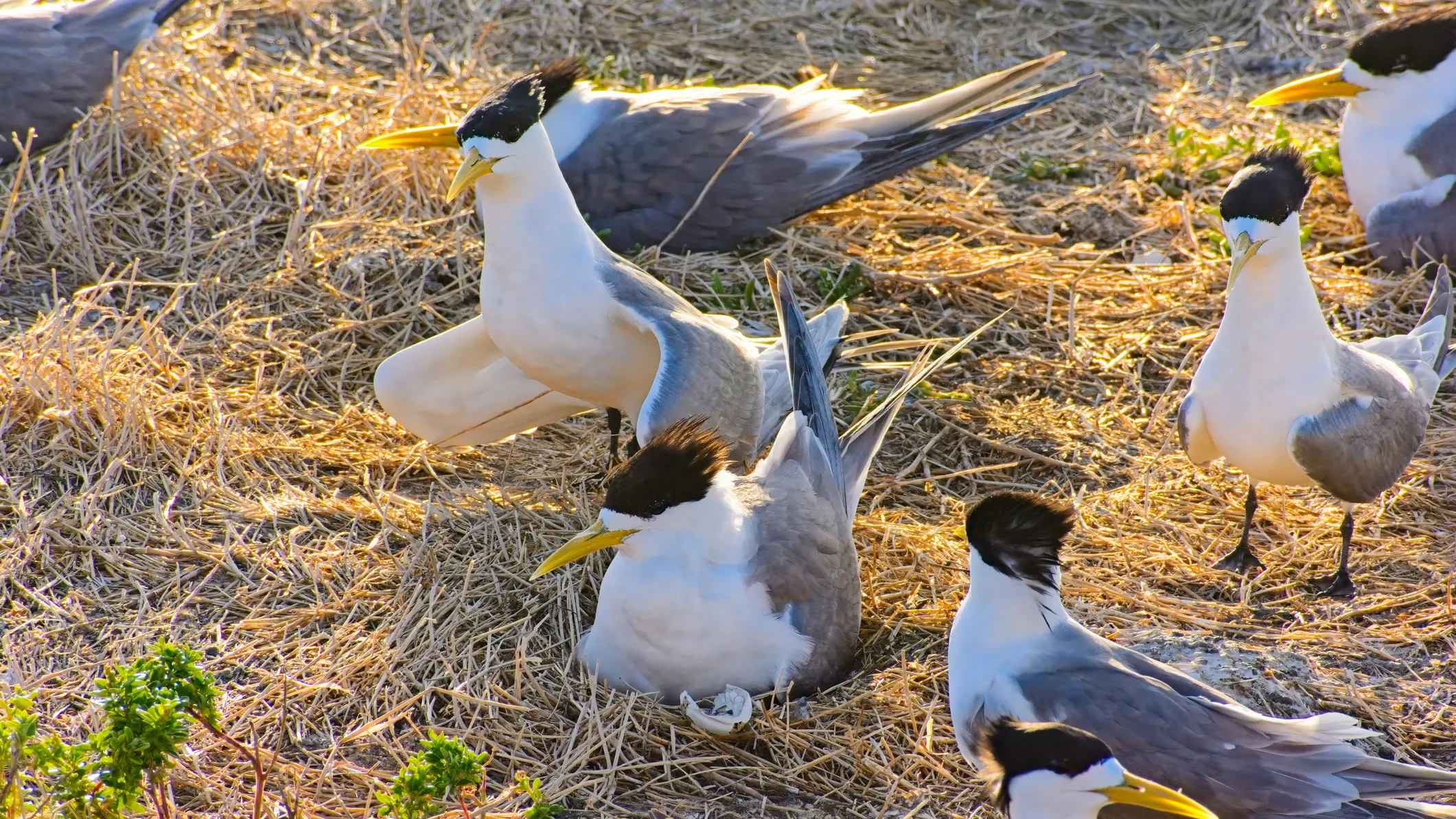 Bird flu 'tsunami' set to cause wildlife carnage in Australia