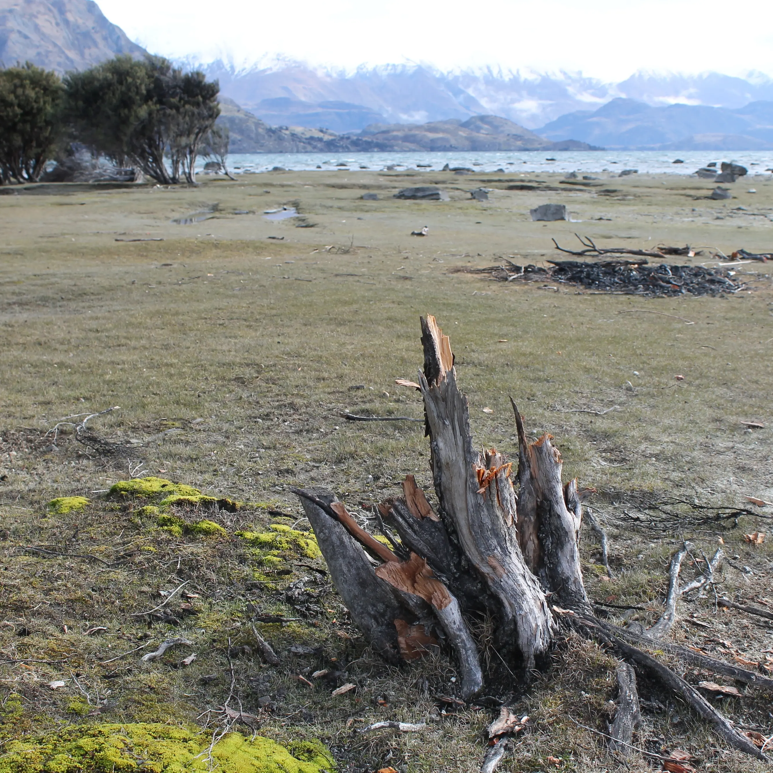 Kānuka cut down for campfire reinforces freedom camping risks: campaigner