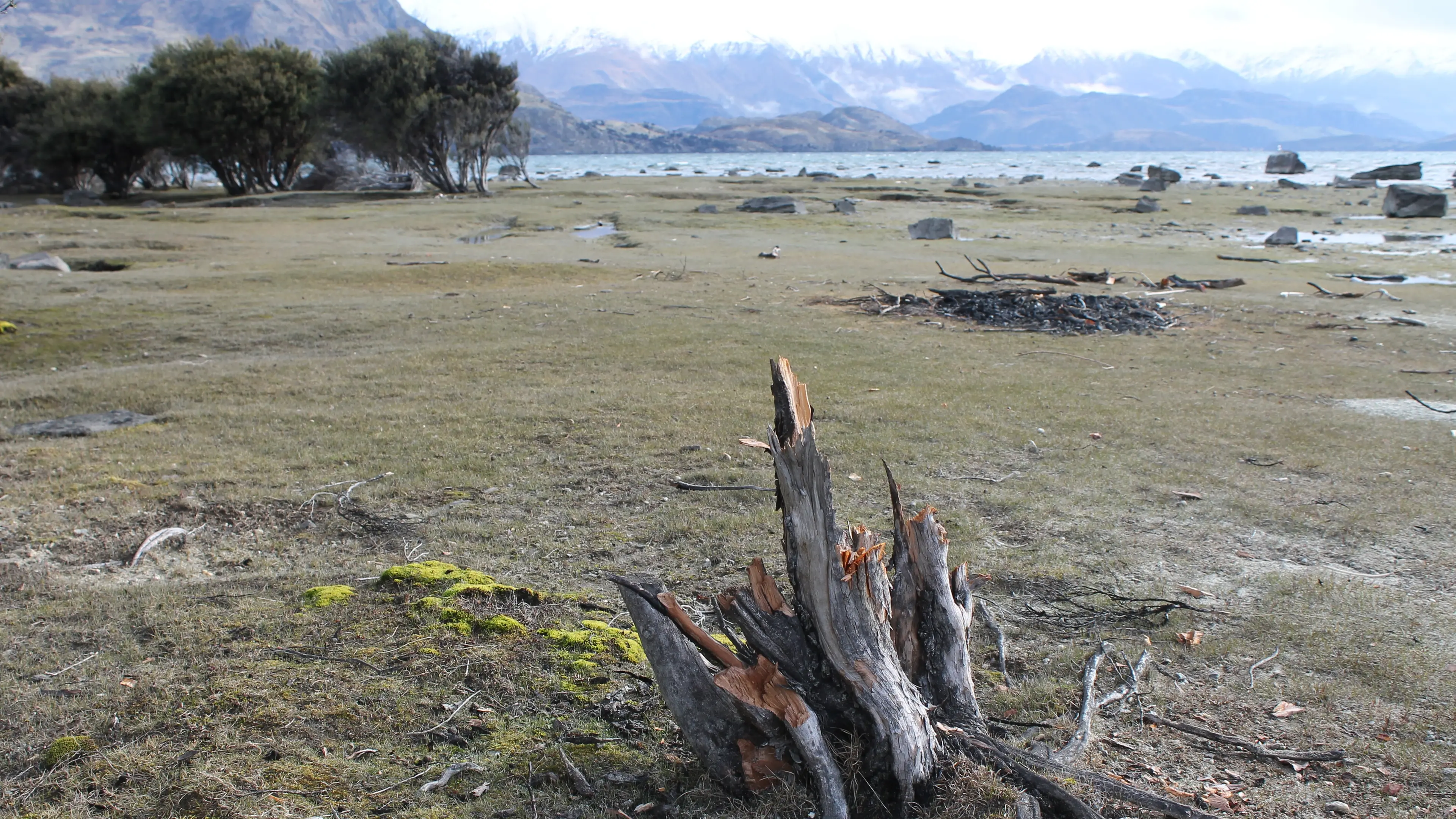 Kānuka cut down for campfire reinforces freedom camping risks: campaigner