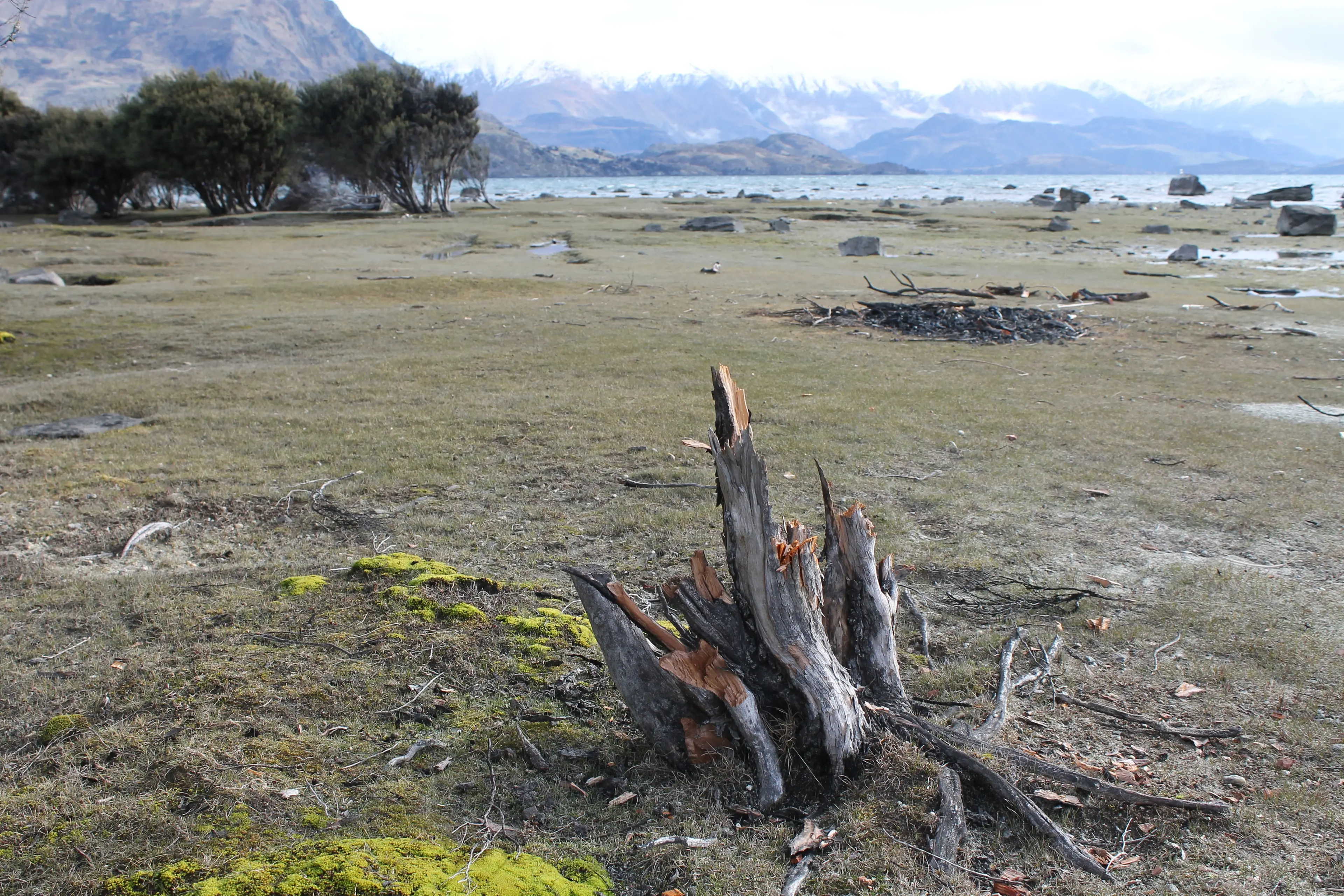 A native kanuka tree just a two minute walk from the Beacon Point Road freedom camping area has had all of its branches removed. The wood from the tree appears to have been used in a campfire visible in the background. Photo: Ruairi O\\'Shea